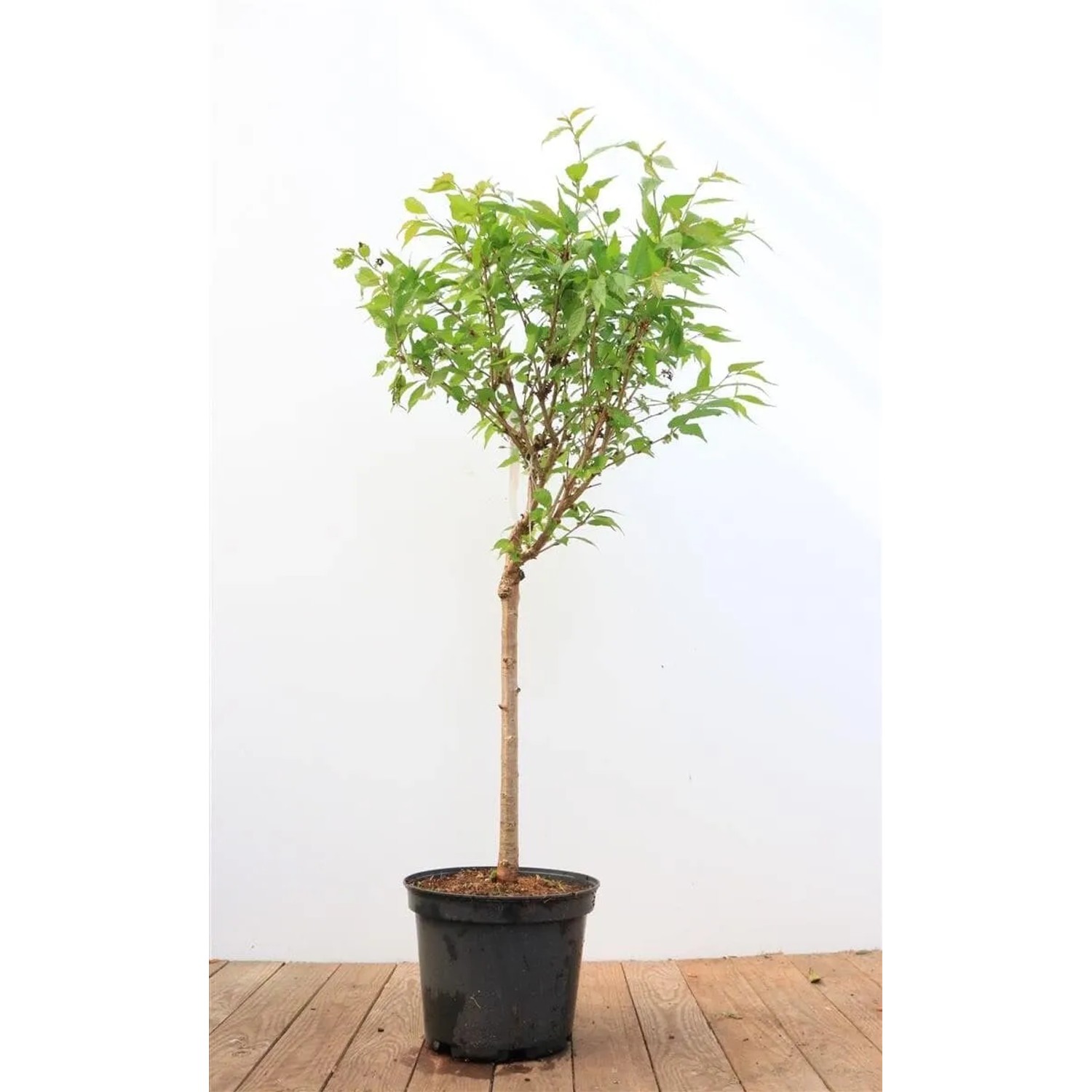 Prunus Kursar Zierkirsche Rosa Blüten 40 cm Stammhöhe