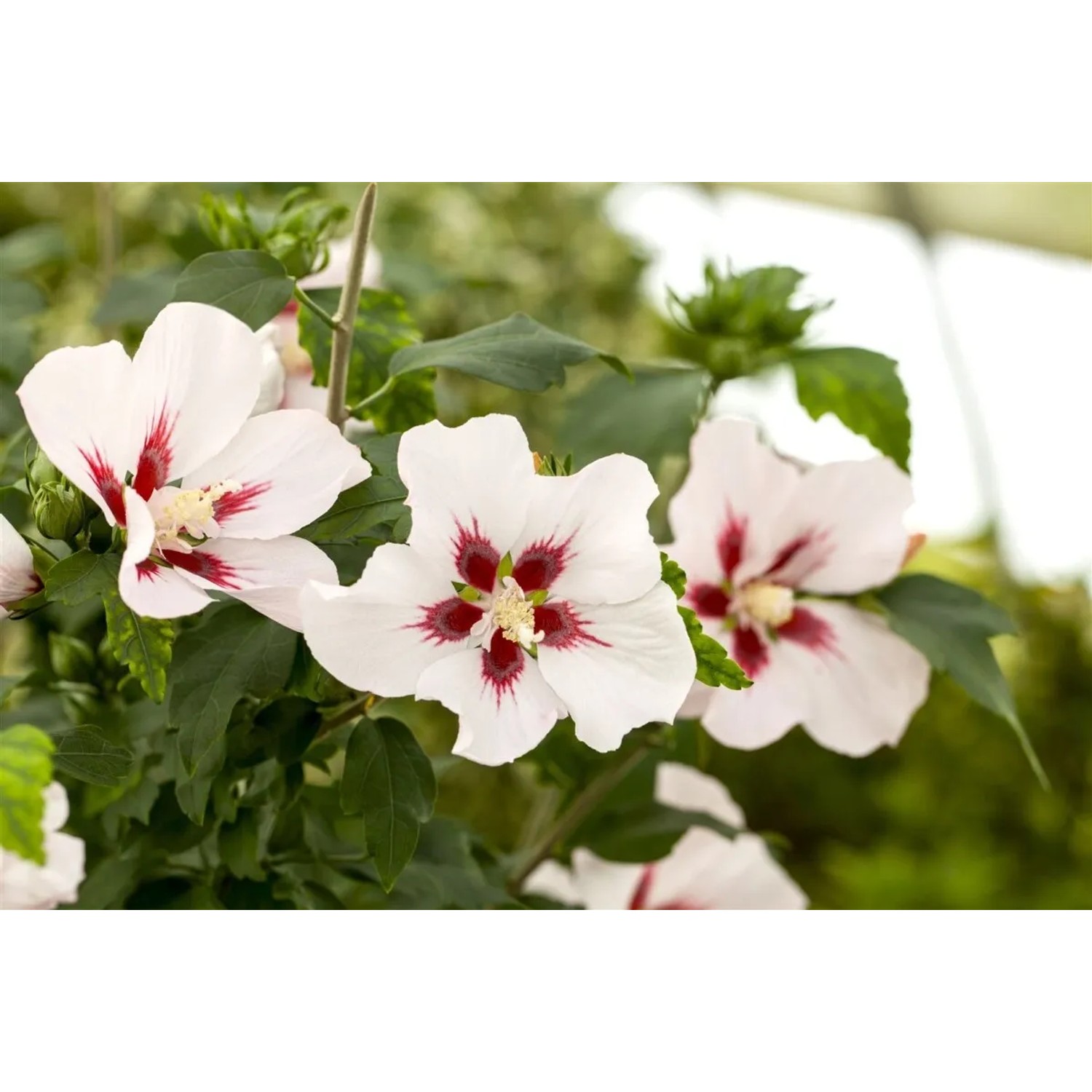 Hibiscus Syriacus Hamabo Roseneibisch Rosa Blüten 80 cm Stammhöhe