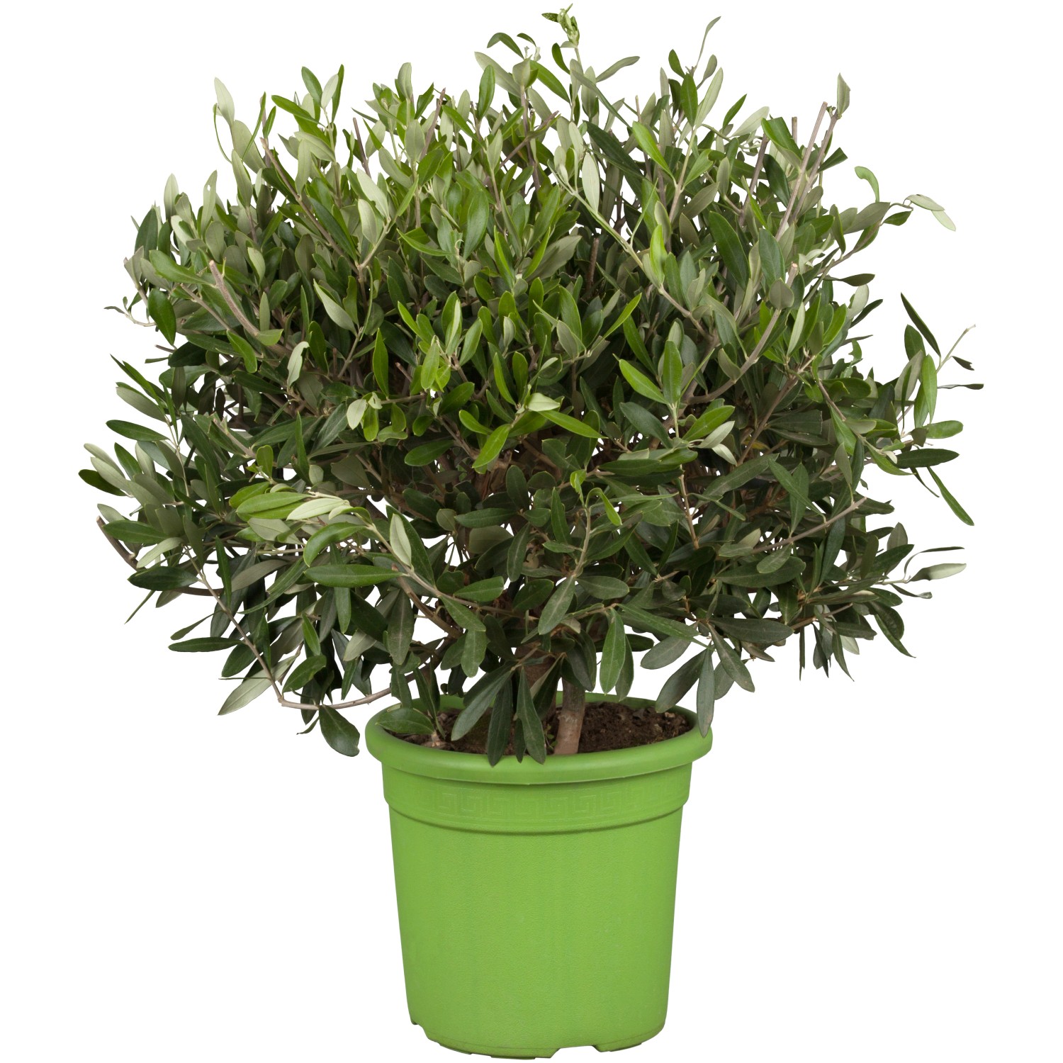 Olivenbaum Busch Topf-Ø ca. 16 cm Olea