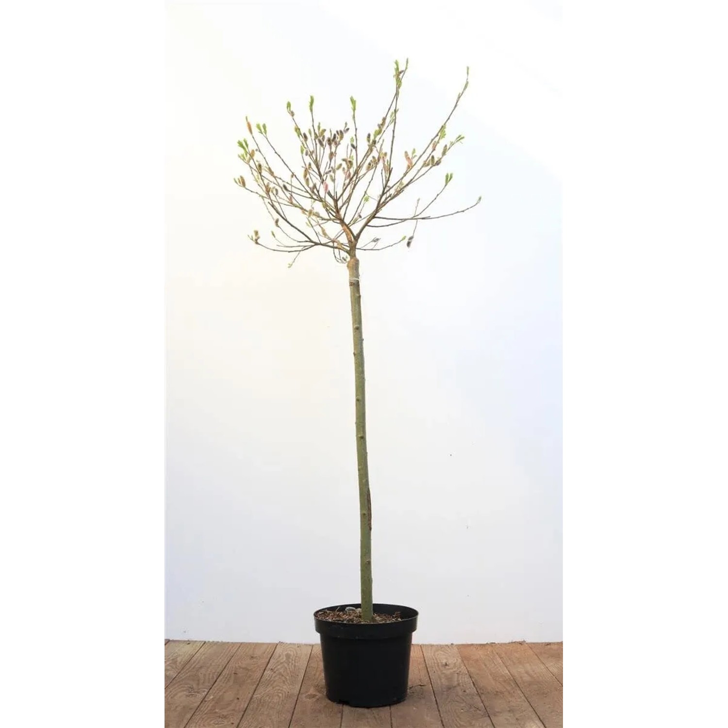 Salix Gracilistyla Mount Aso Weidenkätzchen Rosa Blüten 80 cm Stammhöhe