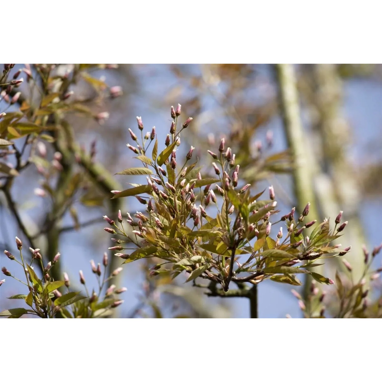 Amelanchier Arborea Robin Hill Felsenbirne Rosa Blüten 80 cm Stammhöhe