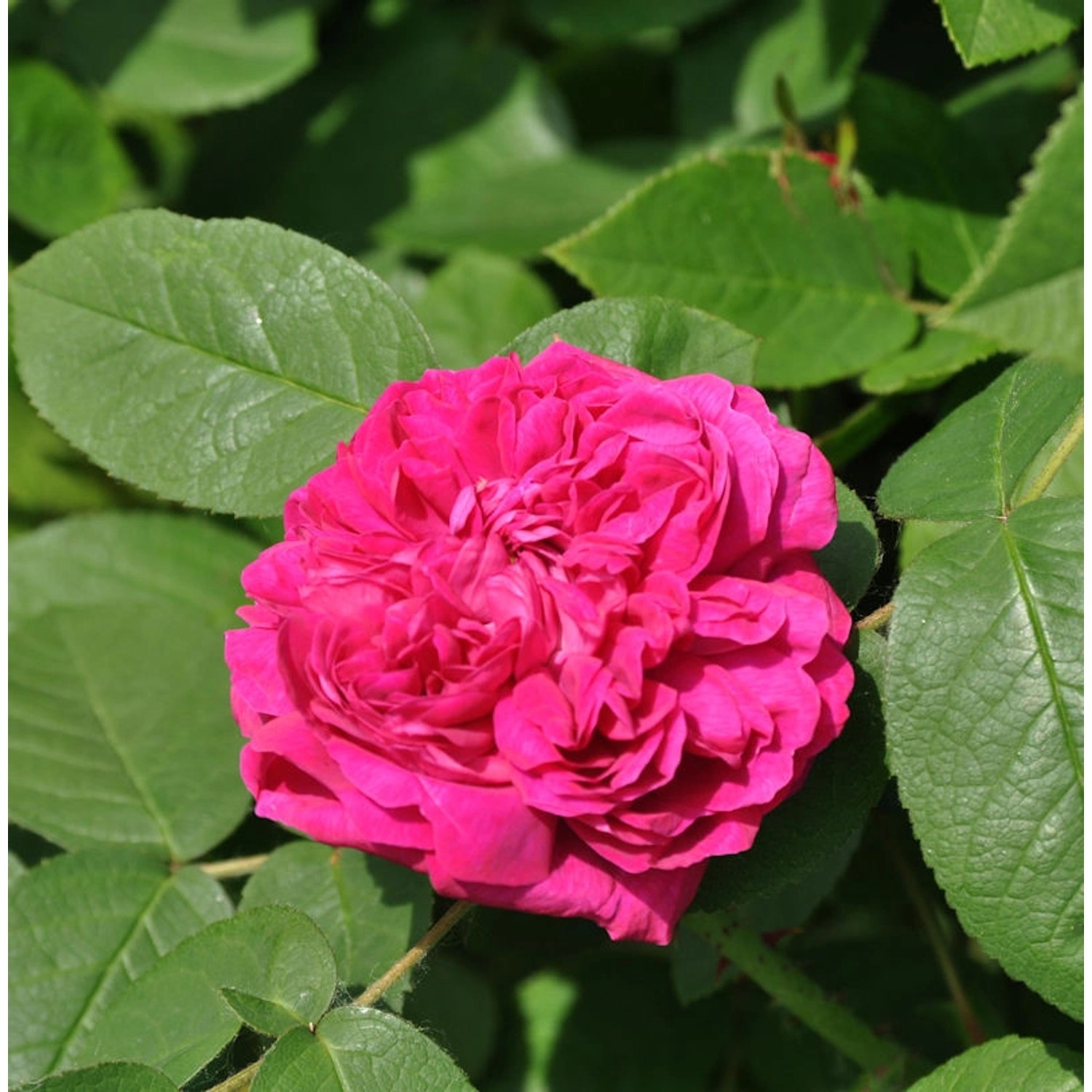 Historische Rose Rose de Resht 30-60cm