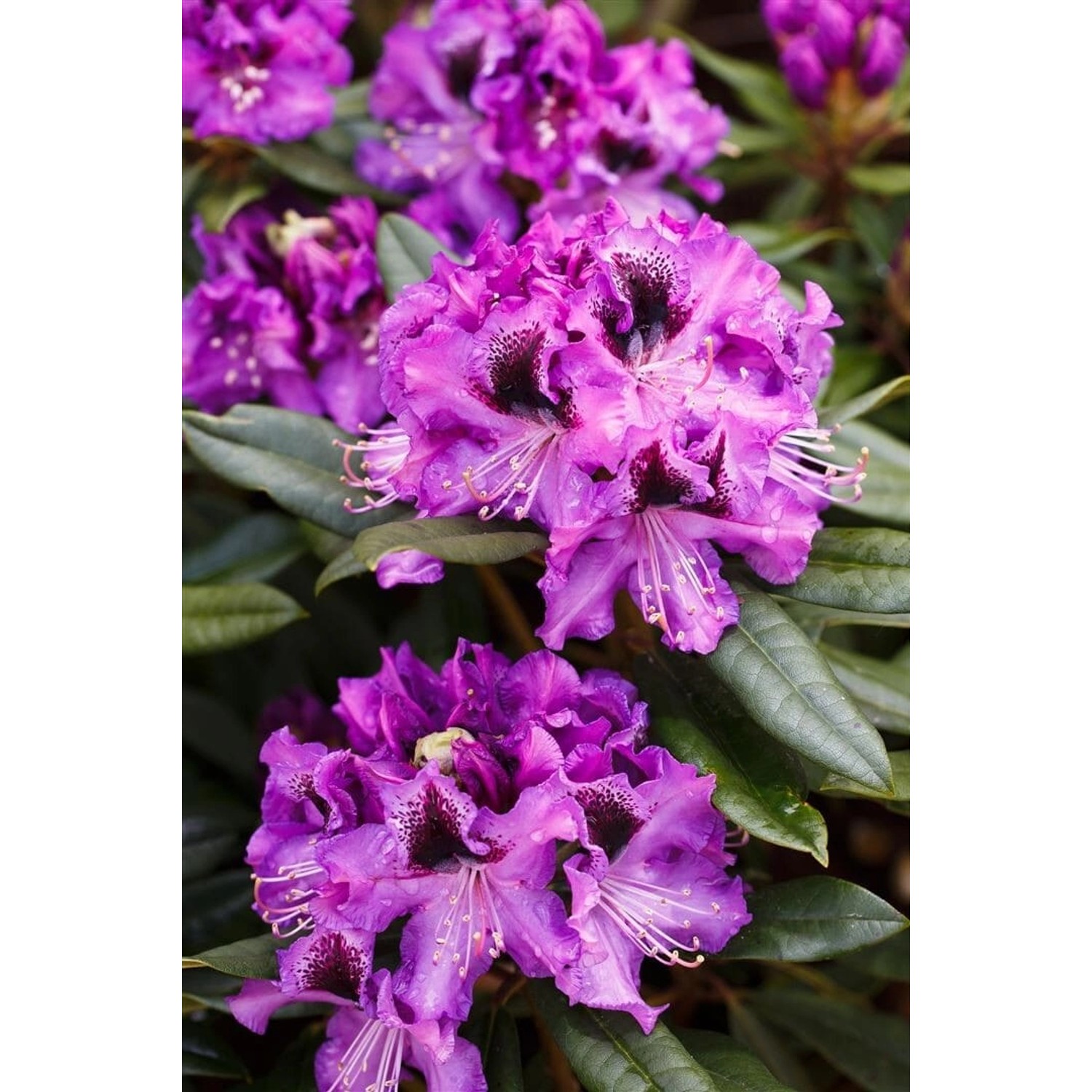 Rhododendron Hybr. Blaue Jungs Blau 40–50 cm