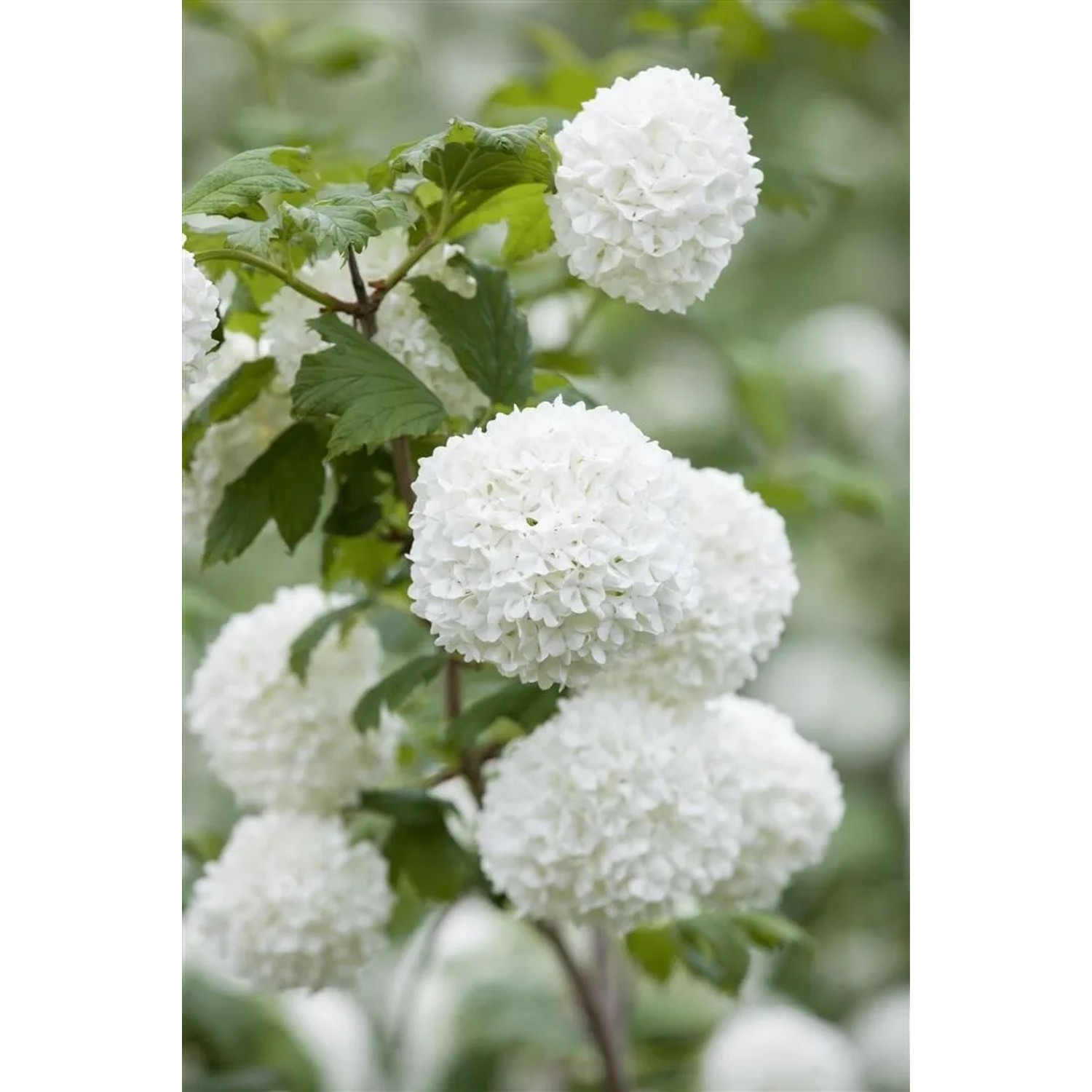 Viburnum Opulus Roseum Schneeball Weiß-Rosa Blüten 60–80 cm
