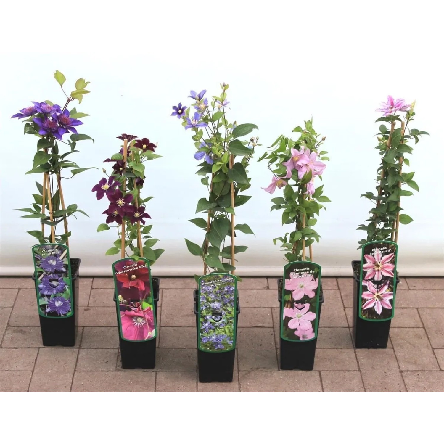 Clematis Hybrid Comtesse De Bouchaud Rosa Blüten 40–60 cm