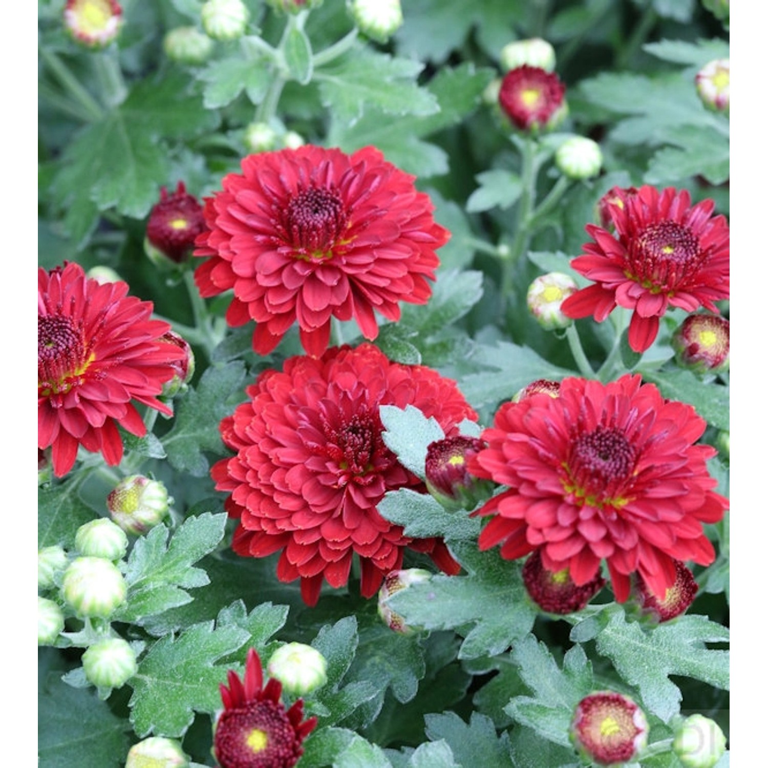 Winteraster Fellbacher Wein - Chrysanthemum Indicum