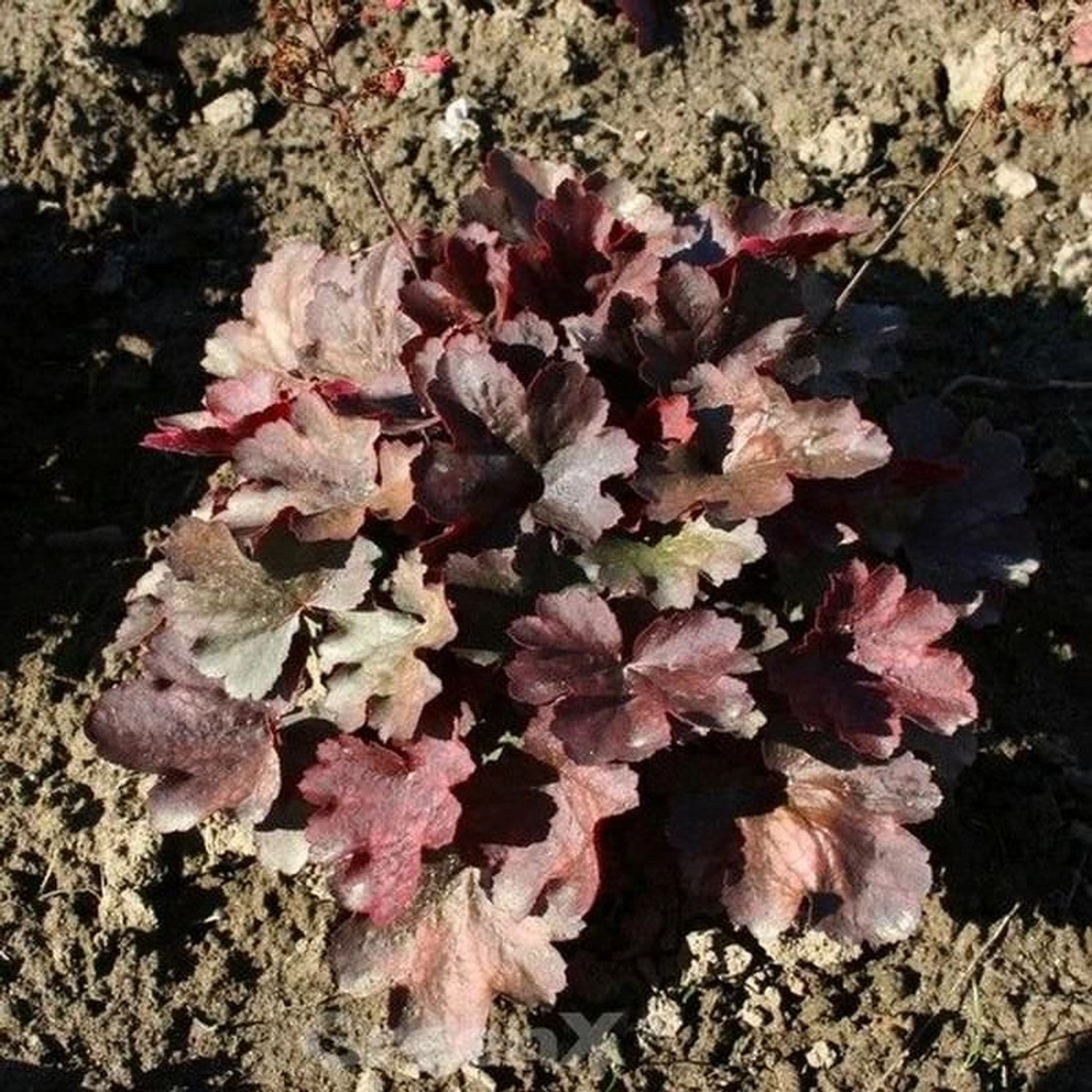 Purpurglöckchen Cherry Cola - großer Topf - Heuchera micrantha