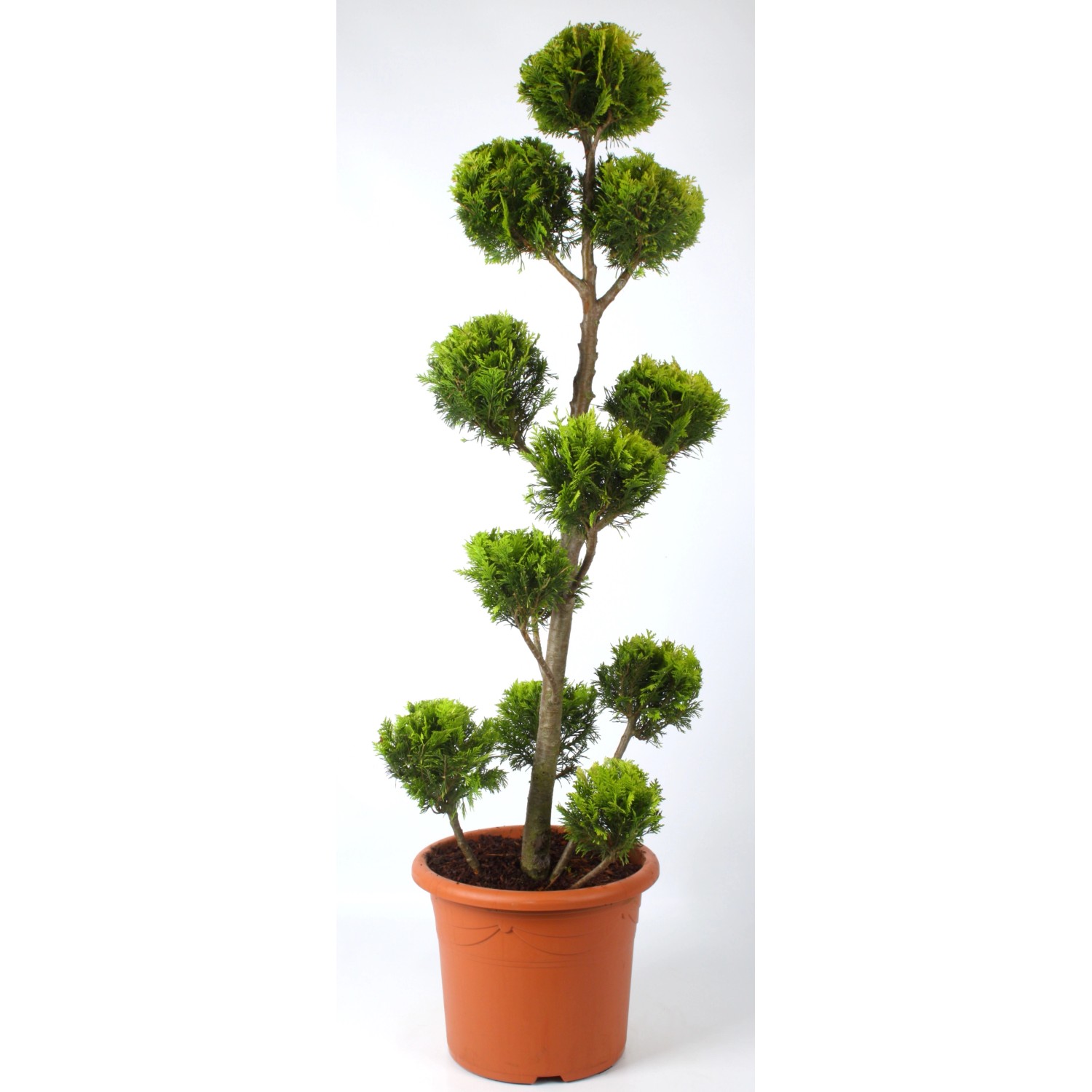 Pflanzen-Boering Gartenbonsai Scheinzypresse Chamaecyparis Stardust Gesamthöhe 140-150 cm