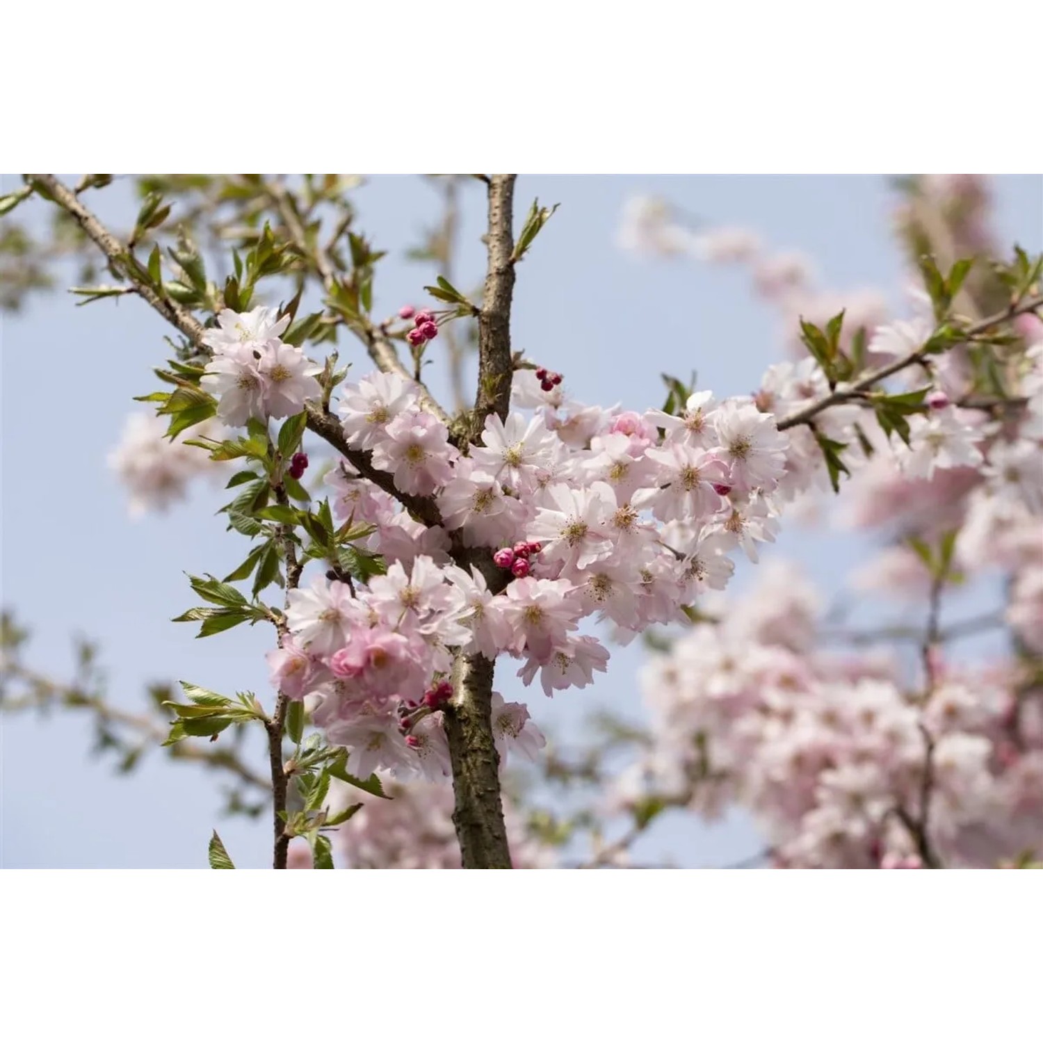 Prunus Subhirtella Autumnalis Rosea Winterkirsche Rosa Blüten 80 cm Stamm