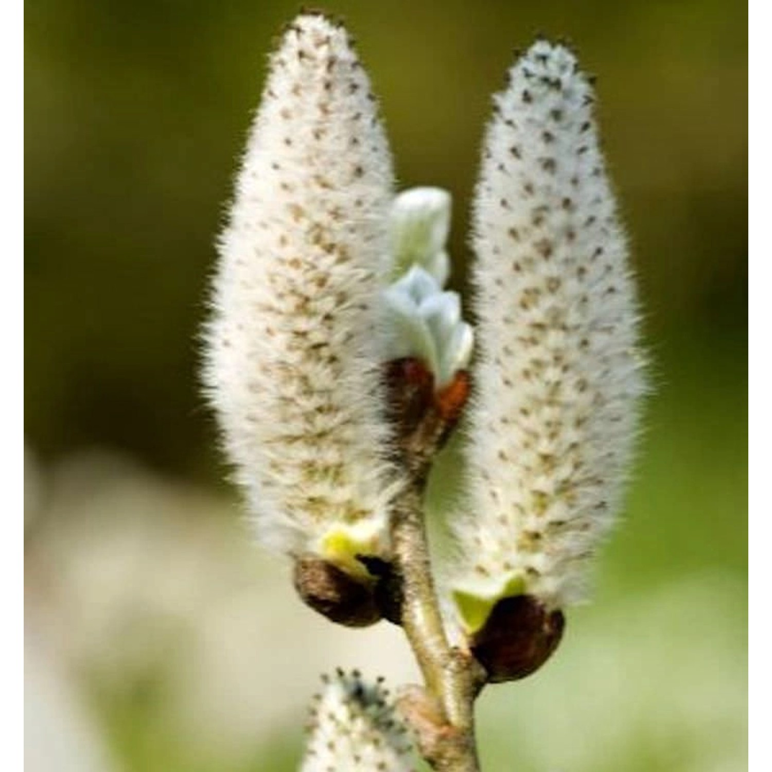 Schweizer Kätzchenweide 30-40cm - Salix helvetica