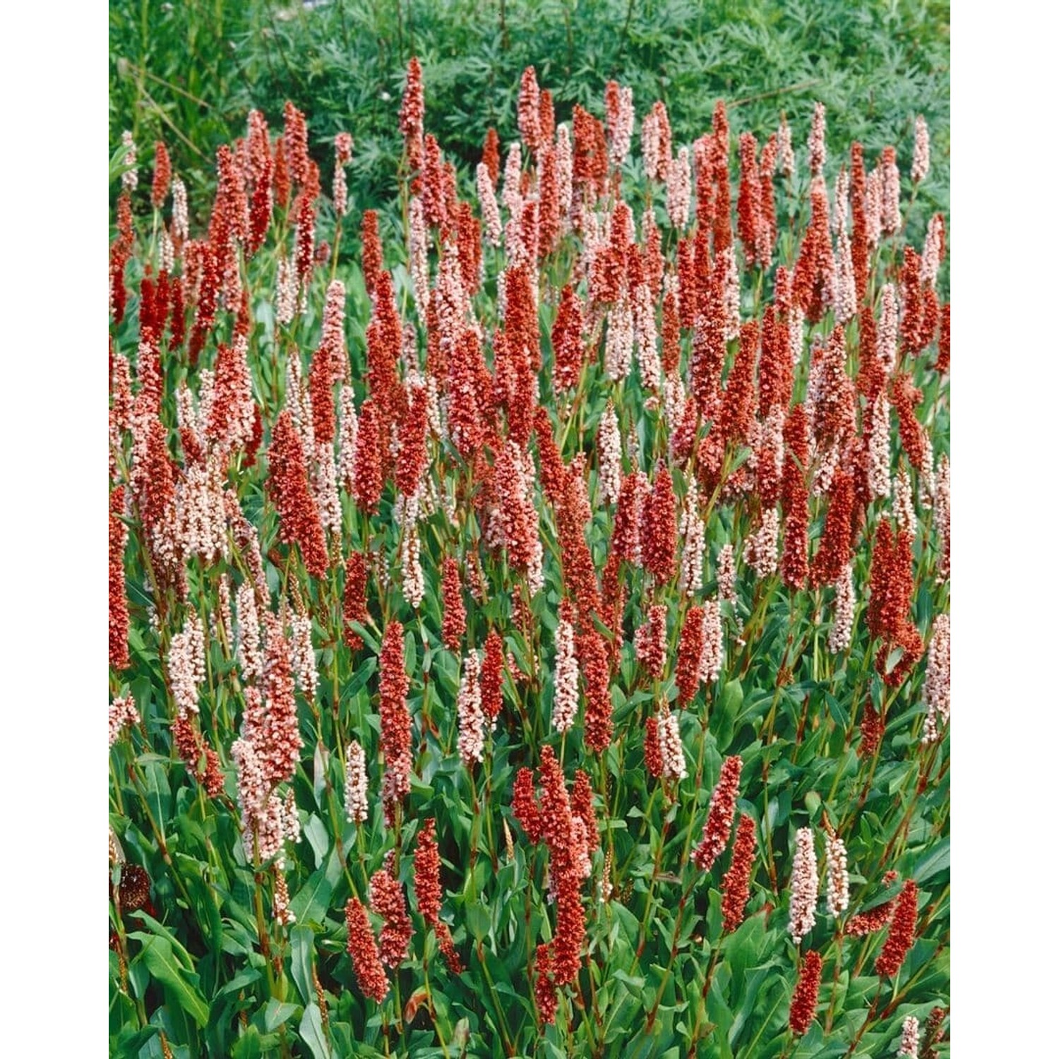 Bistorta Affinis Dimity Teppich-Knöterich Rosa Blüten Ca. 9x9 cm Topf