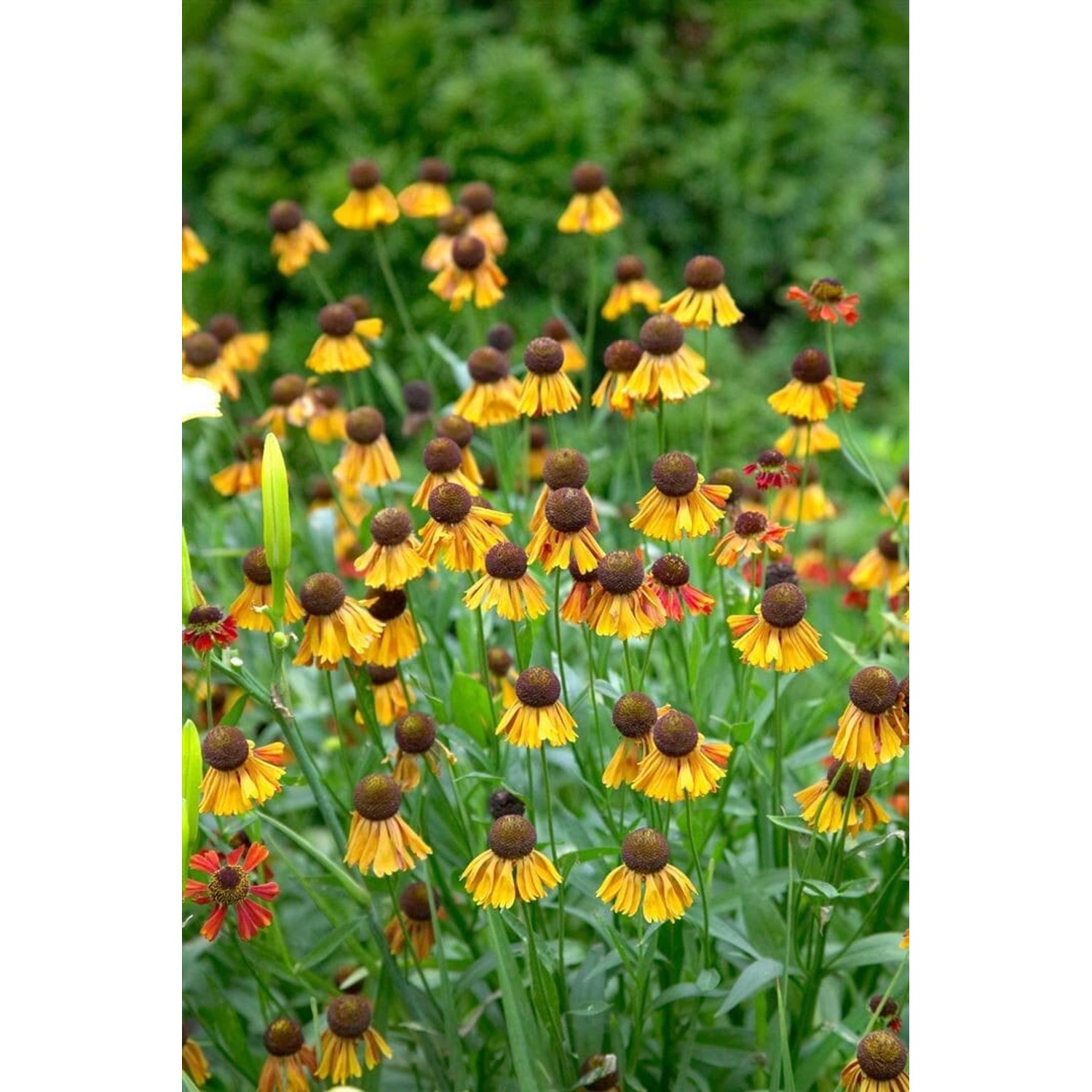 Helenium X Cult. Helena Sonnenbraut Ca. 11x11 cm Topf