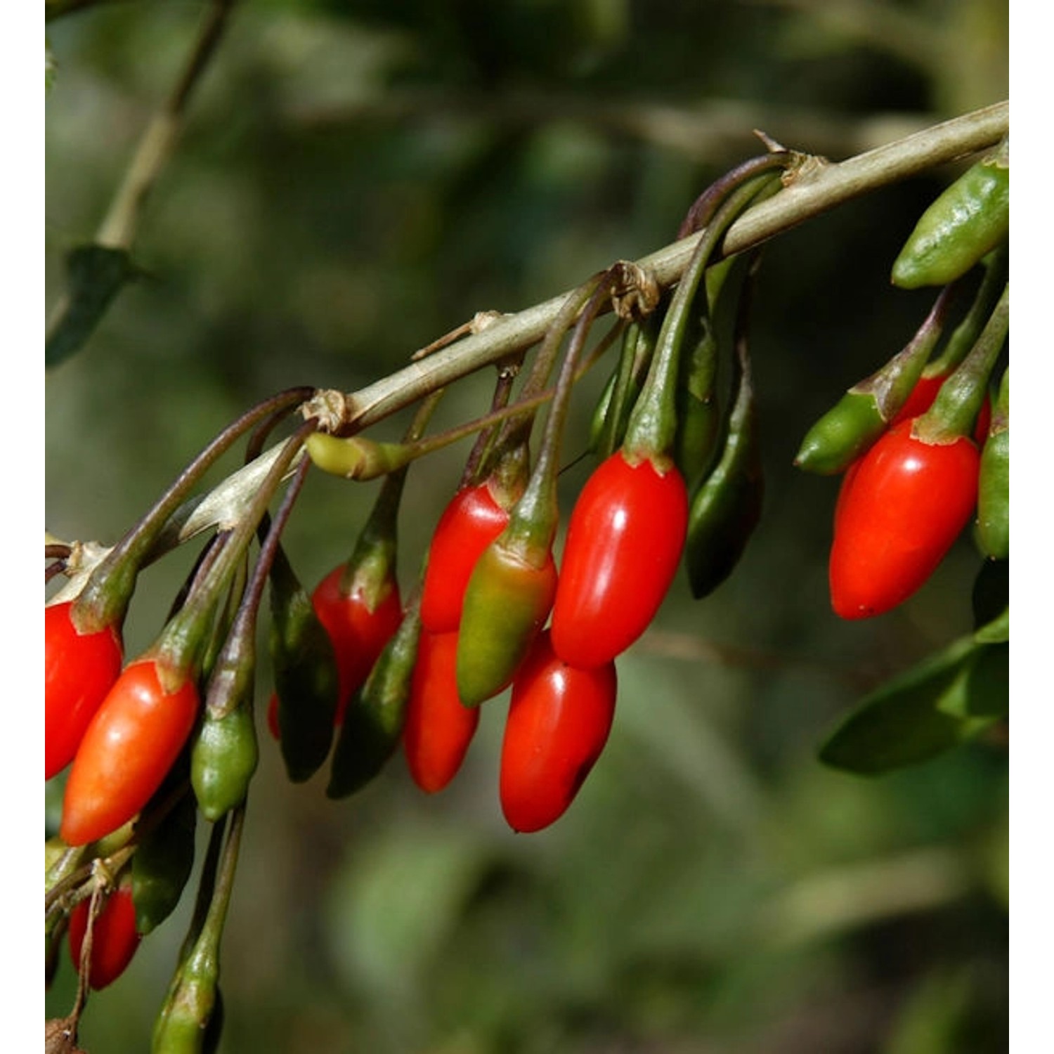 Teufelszwirn 40-50cm - Lycium barbarum