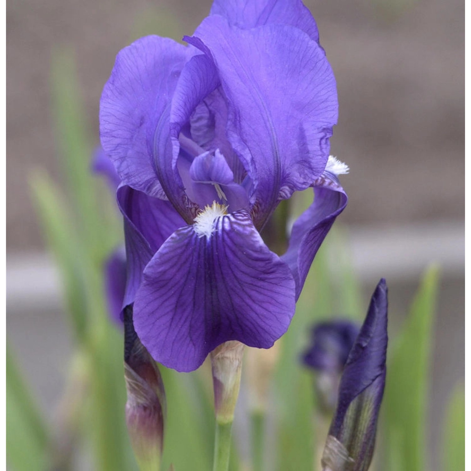 Deutsche Schwertlilie - Iris germanica