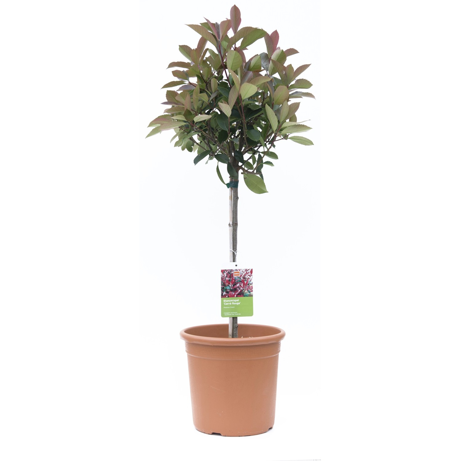 GROW by OBI Glanzmispel Carré Rouge Höhe ca. 65 cm Topf ca. 9 l