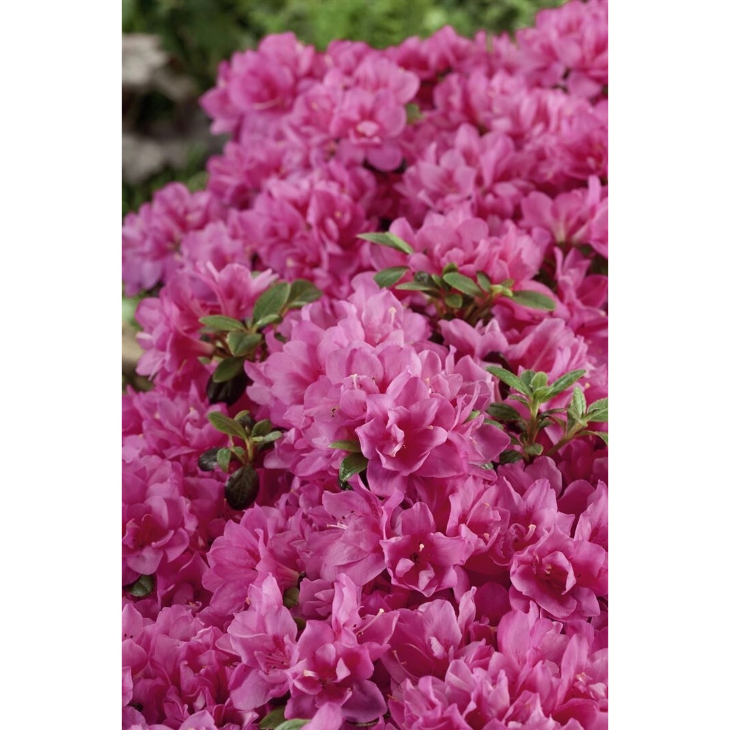 Rhododendron Obtusum Petticoat Azalee Rosa 30–40 cm