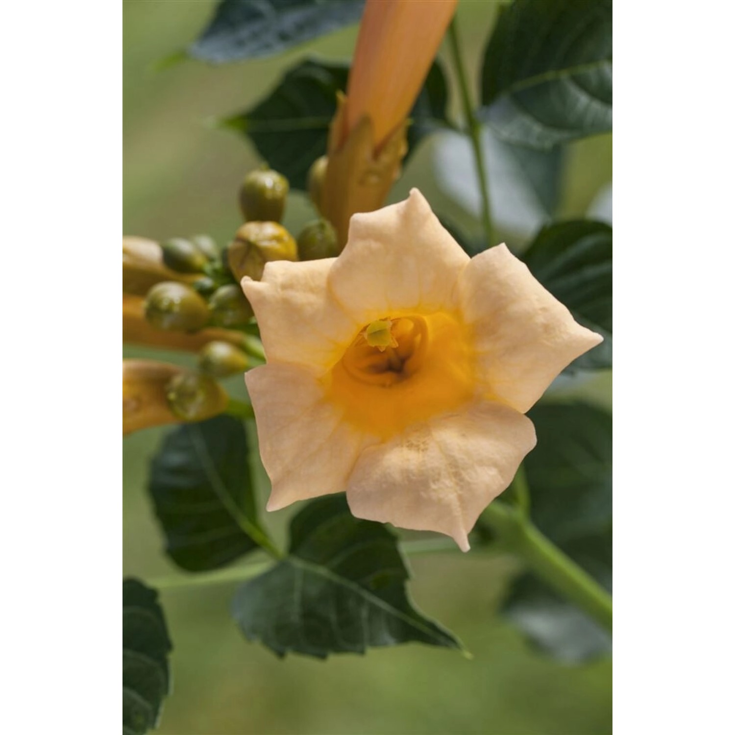 Campsis Radicans Golden Trumpet Gelb 60–100 cm