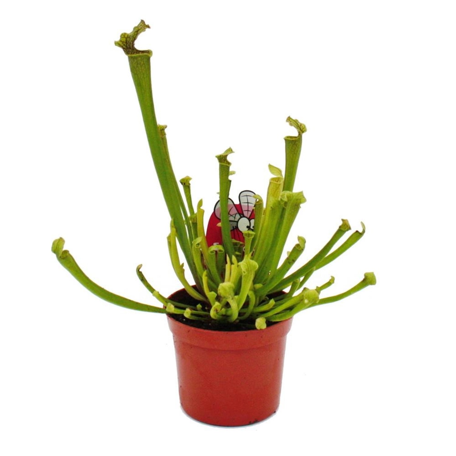 Exotenherz Schlauchpflanze Sarracenia Farnhamii Fleischfressende Pflanze 9cm Topf