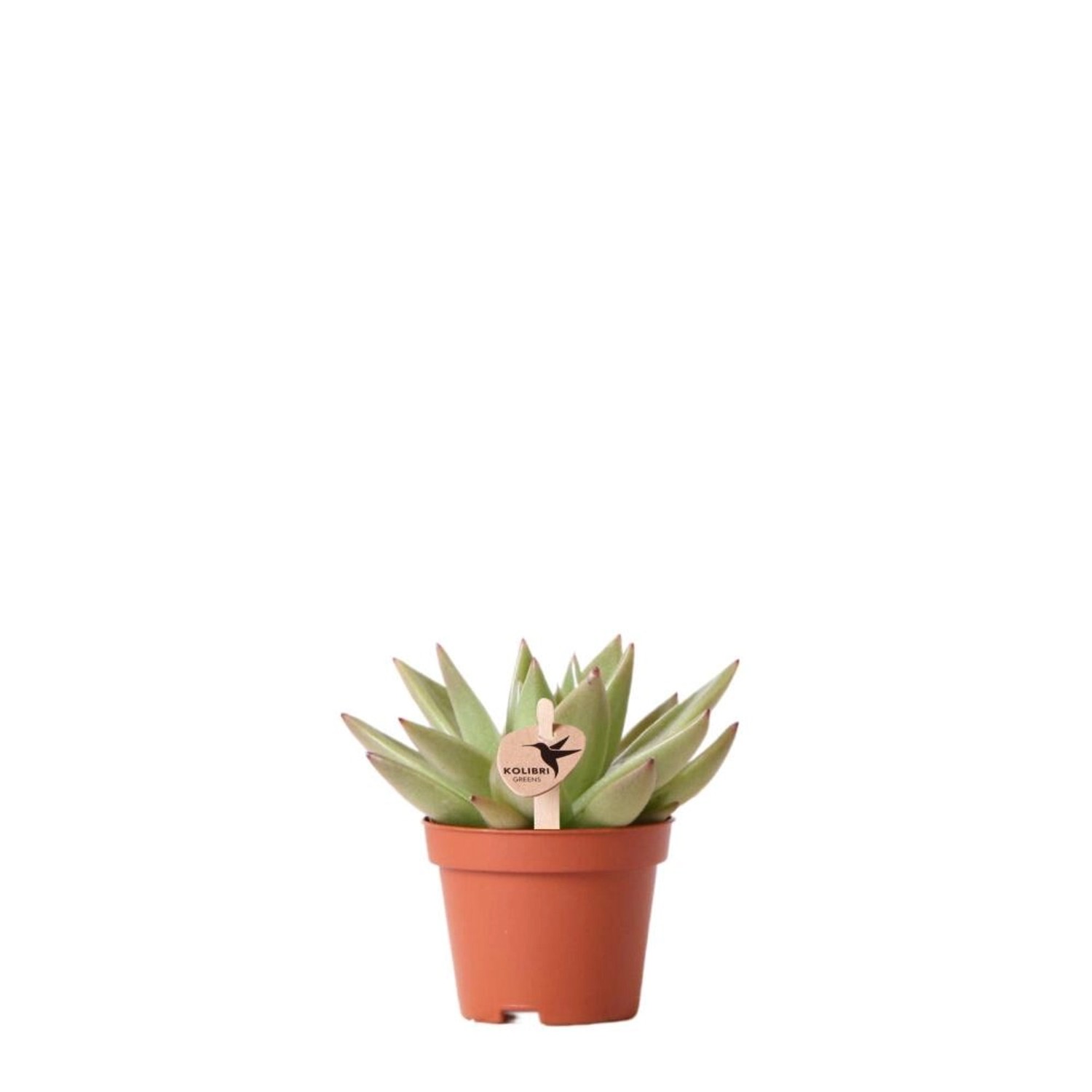 Kolibri Greens Grünpflanze Sukkulente Echeveria Miranda Topfgröße 6cm Grüne Zimmerpflanze Frisch Aus Der Gärtnerei