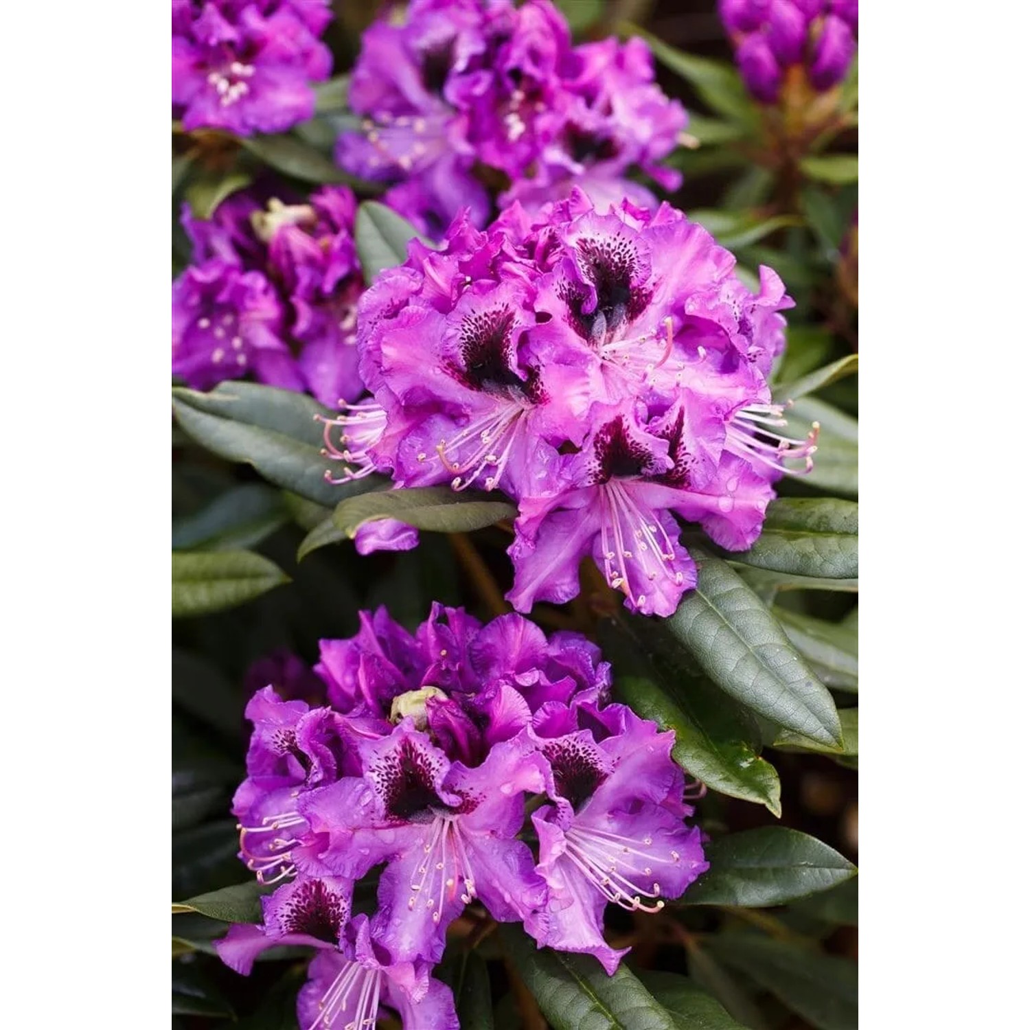 Rhododendron Hybr. Blaue Jungs Blau 40–50 cm
