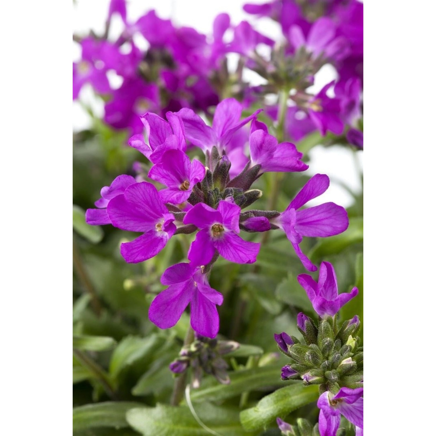 Arabis Blepharophylla Gänsekresse Rosa Blüten Ca. 9x9 cm Topf