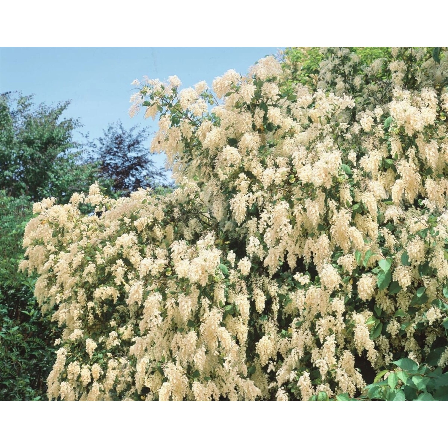 Holodiscus Discolor Cremeweiße Blüten 80–100 cm