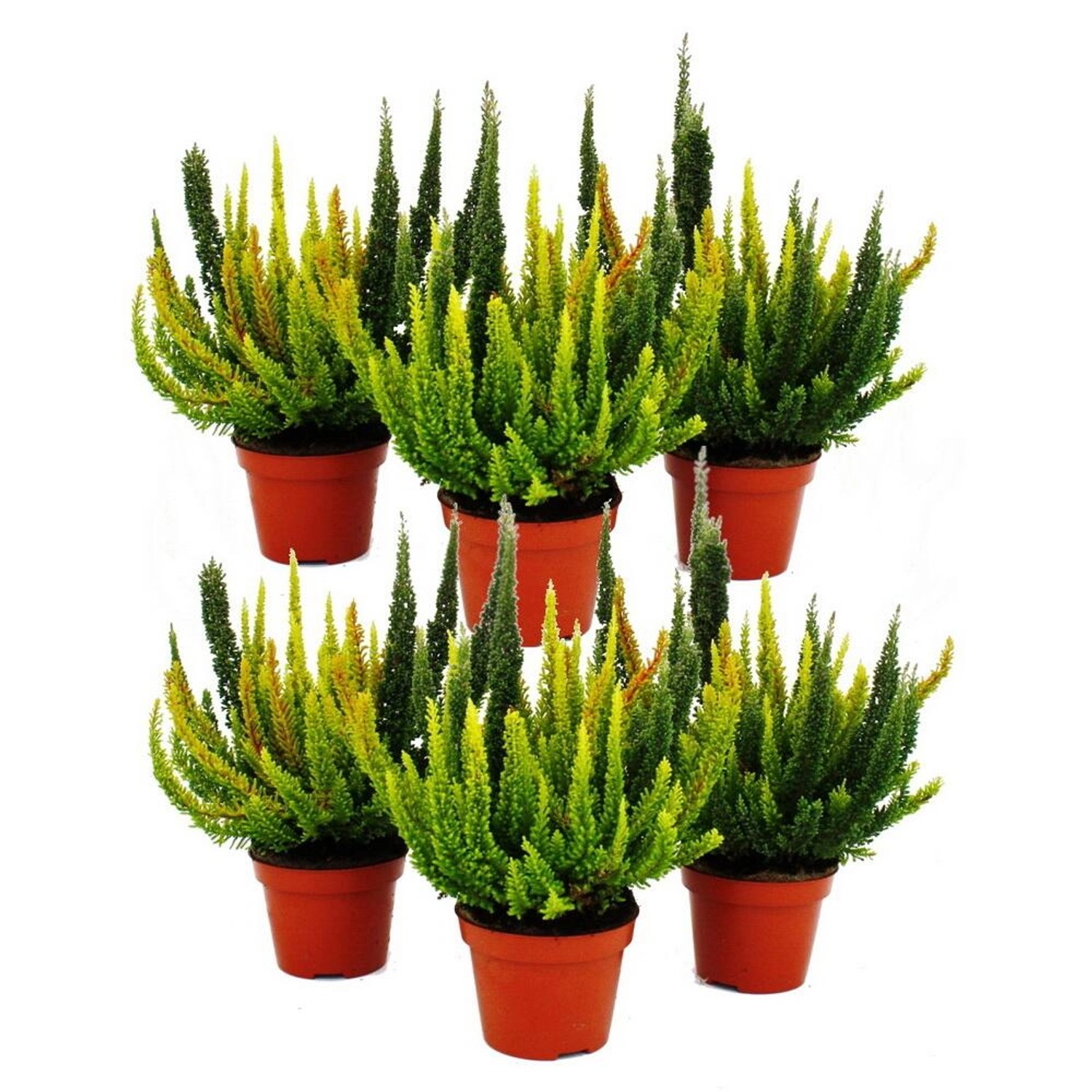 Exotenherz Calluna Green Nature Grüne Besenheide Heidekraut Winterhart 11cm Topf Set mit 6 Pflanzen verschiedene Grüntöne pro Topf