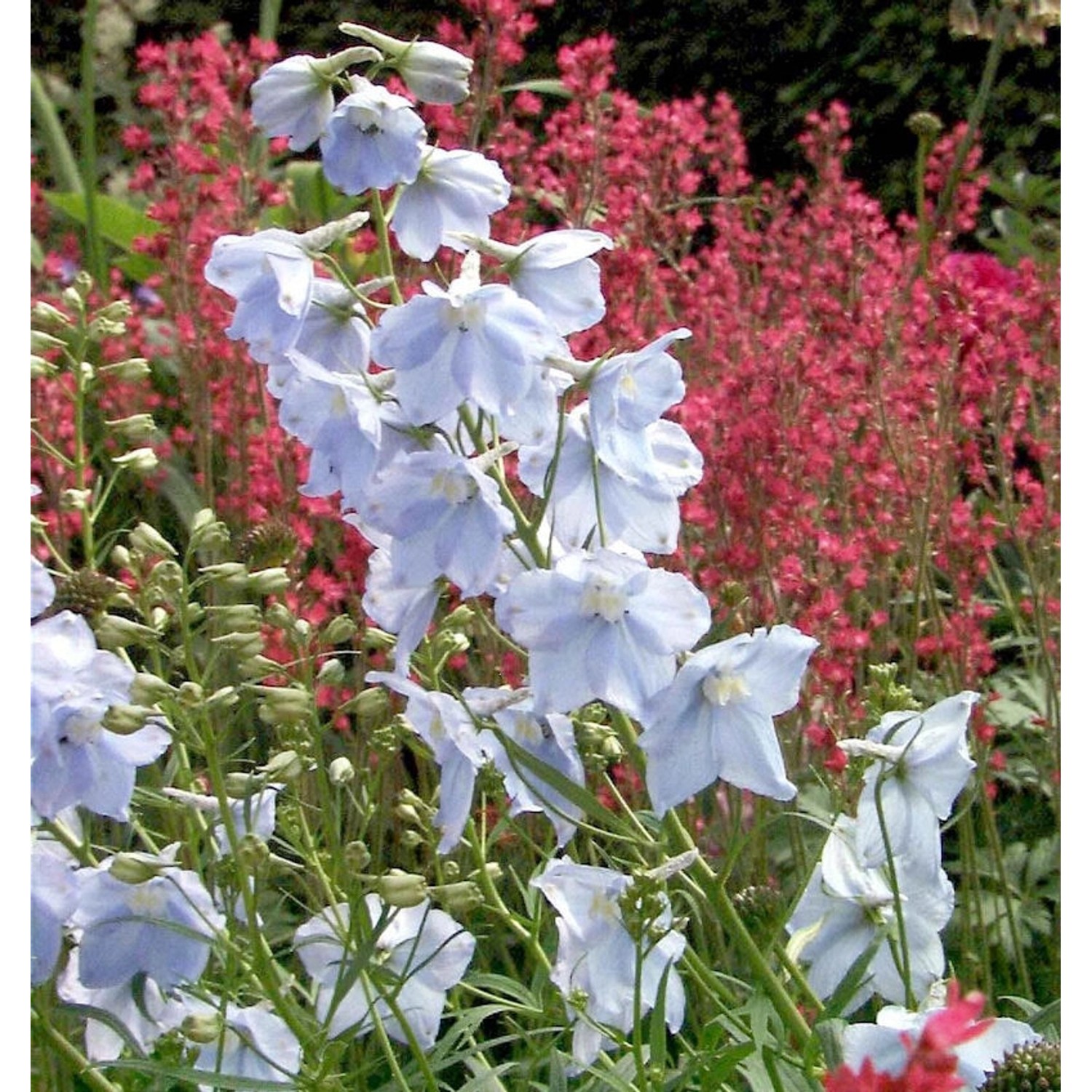 Rittersporn Ballkleid - Delphinium belladonna