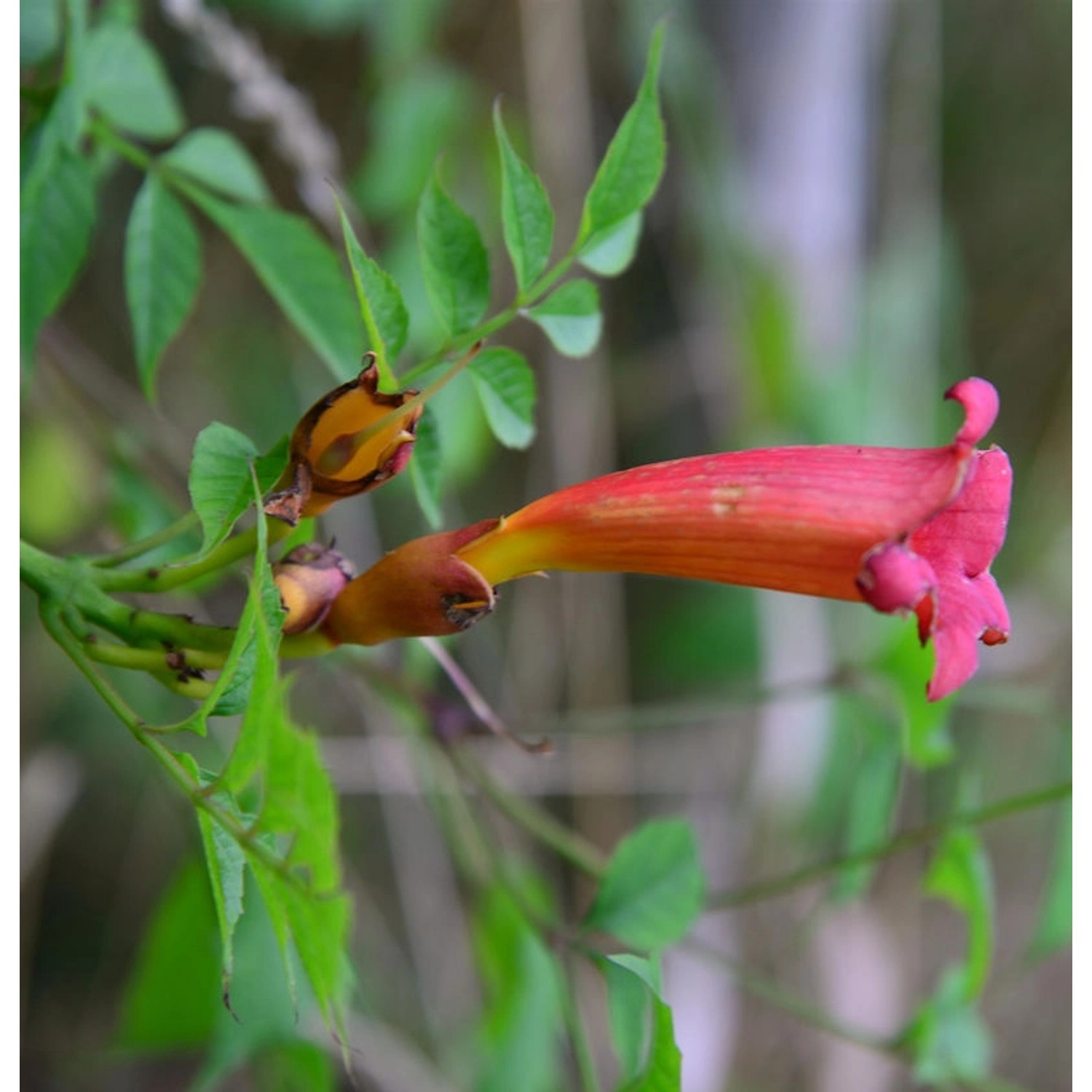 Amerikanische Trompetenblume 100-125cm - Campsis radicans