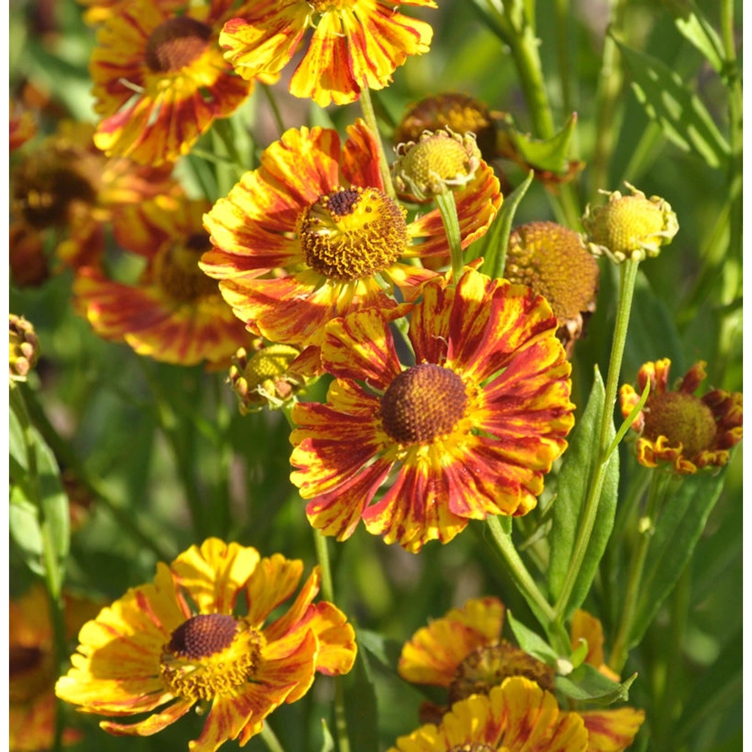 Herbst Sonnenbraut Fuego - Helenium autumnale