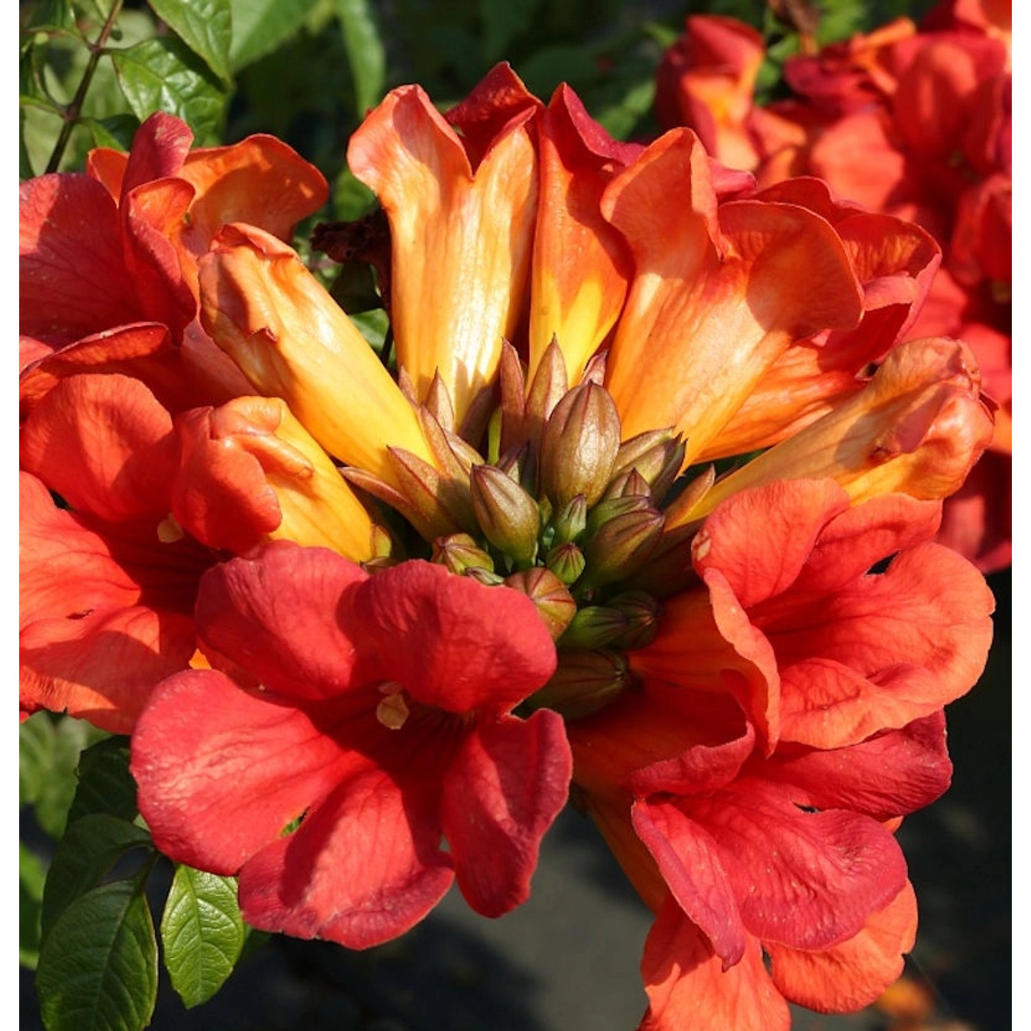 Hochstamm Große Klettertrompete Fire Trumpet Vine 80-100cm - Campsis tagliabuana