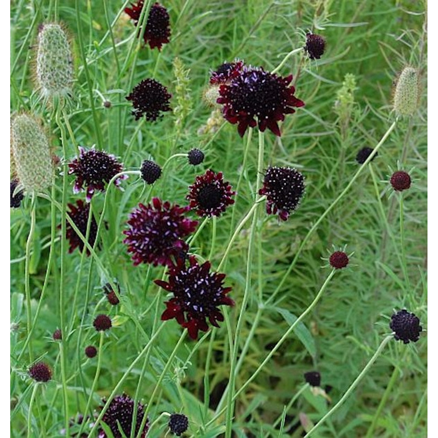 Witwenblume Chile Black - Scabiosa atropurpurea