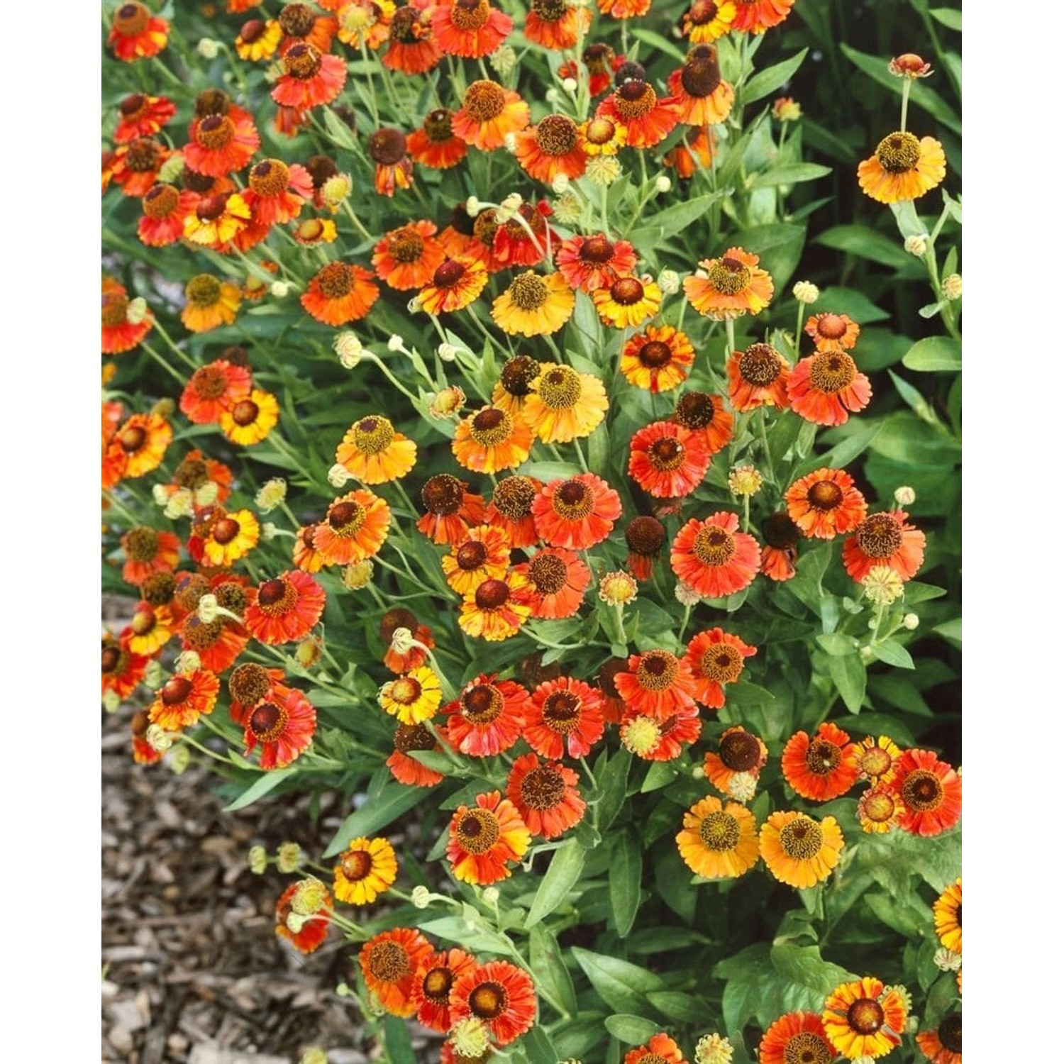 Helenium X Cult. Red Army Sonnenbraut Ca. 11x11 cm Topf
