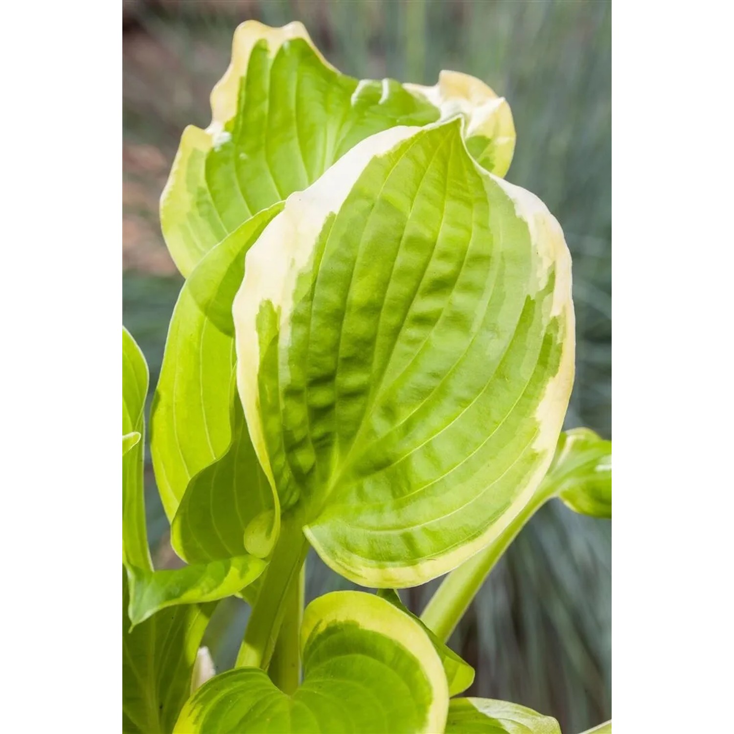 Hosta X Cult. Shade Fanfare Ca. 11x11 cm Topf