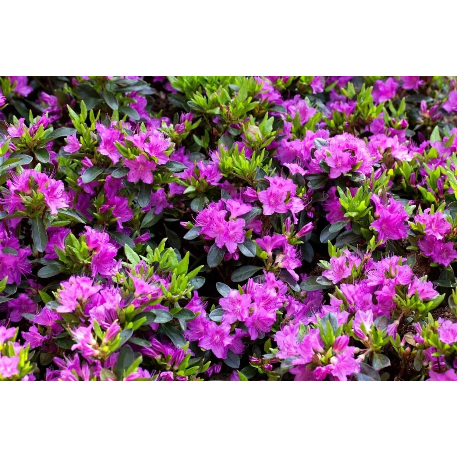 Rhododendron Obtusum Königstein Lila Blüten 20–25 cm