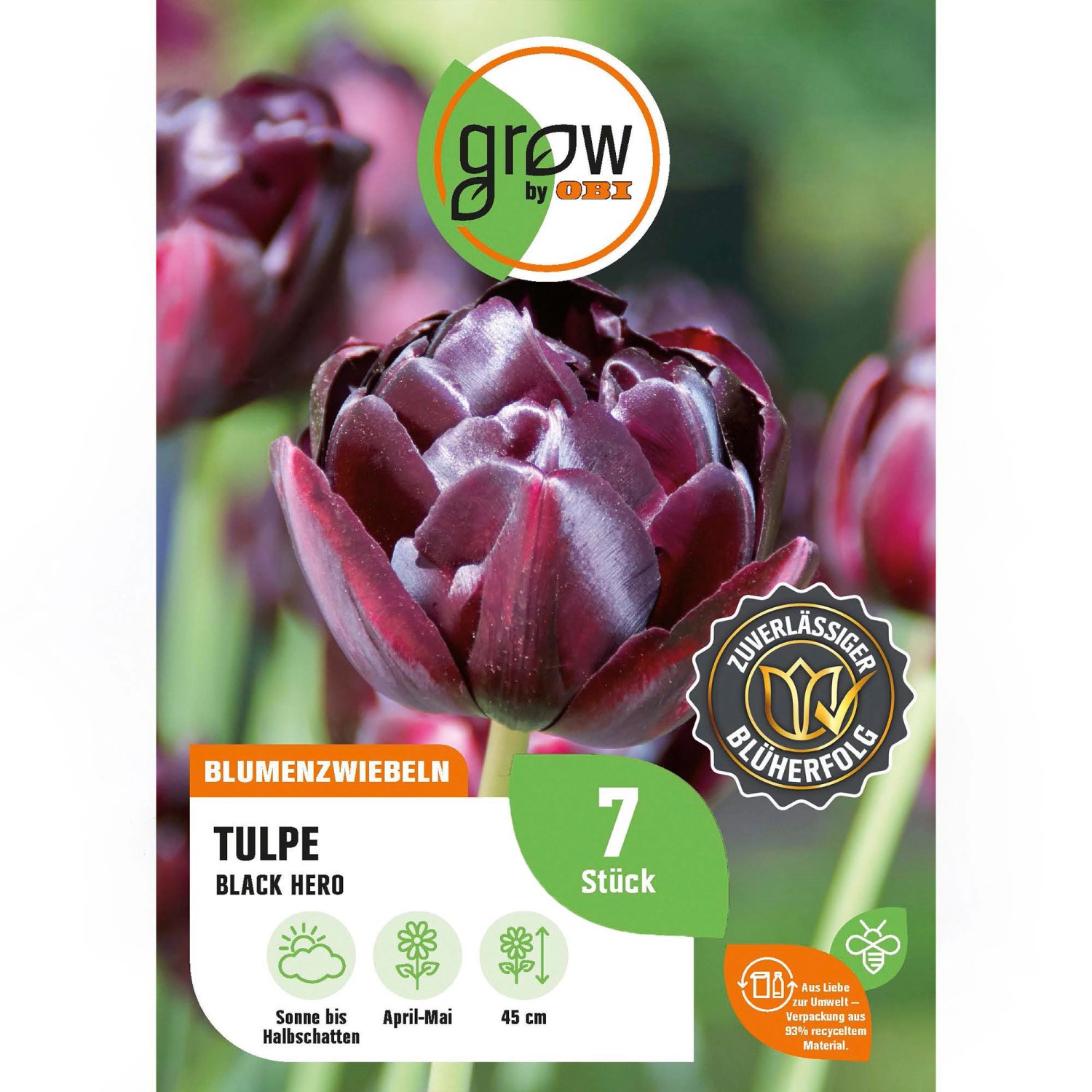 GROW by OBI Tulpe Black Hero Lila 7 Stück Tulipa double late Black Hero