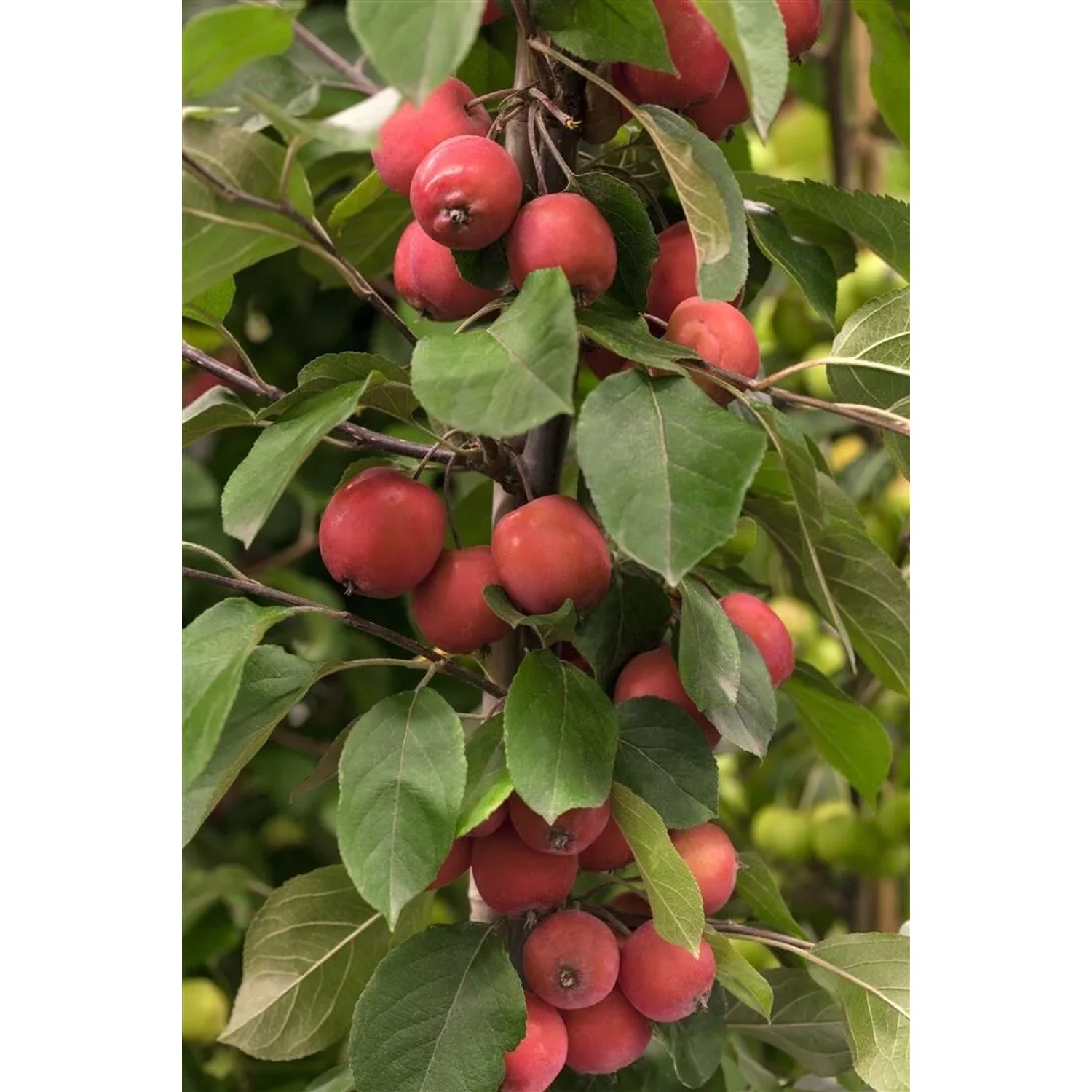 Malus Eleyi Zierapfel Rote Blüten 40 cm Stammhöhe