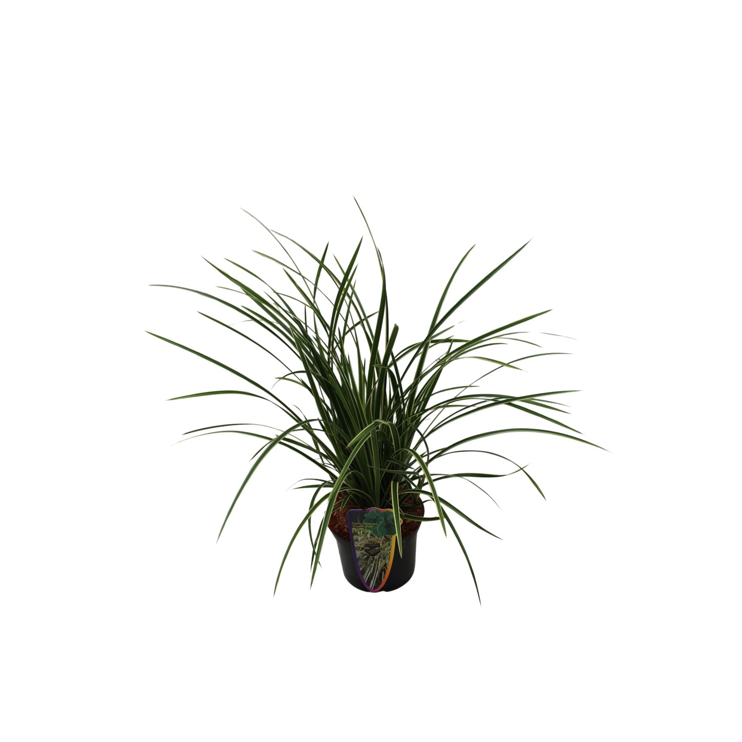 GROW by OBI Buntblättrige Segge Topf-Ø 17 cm Carex Feather Falls