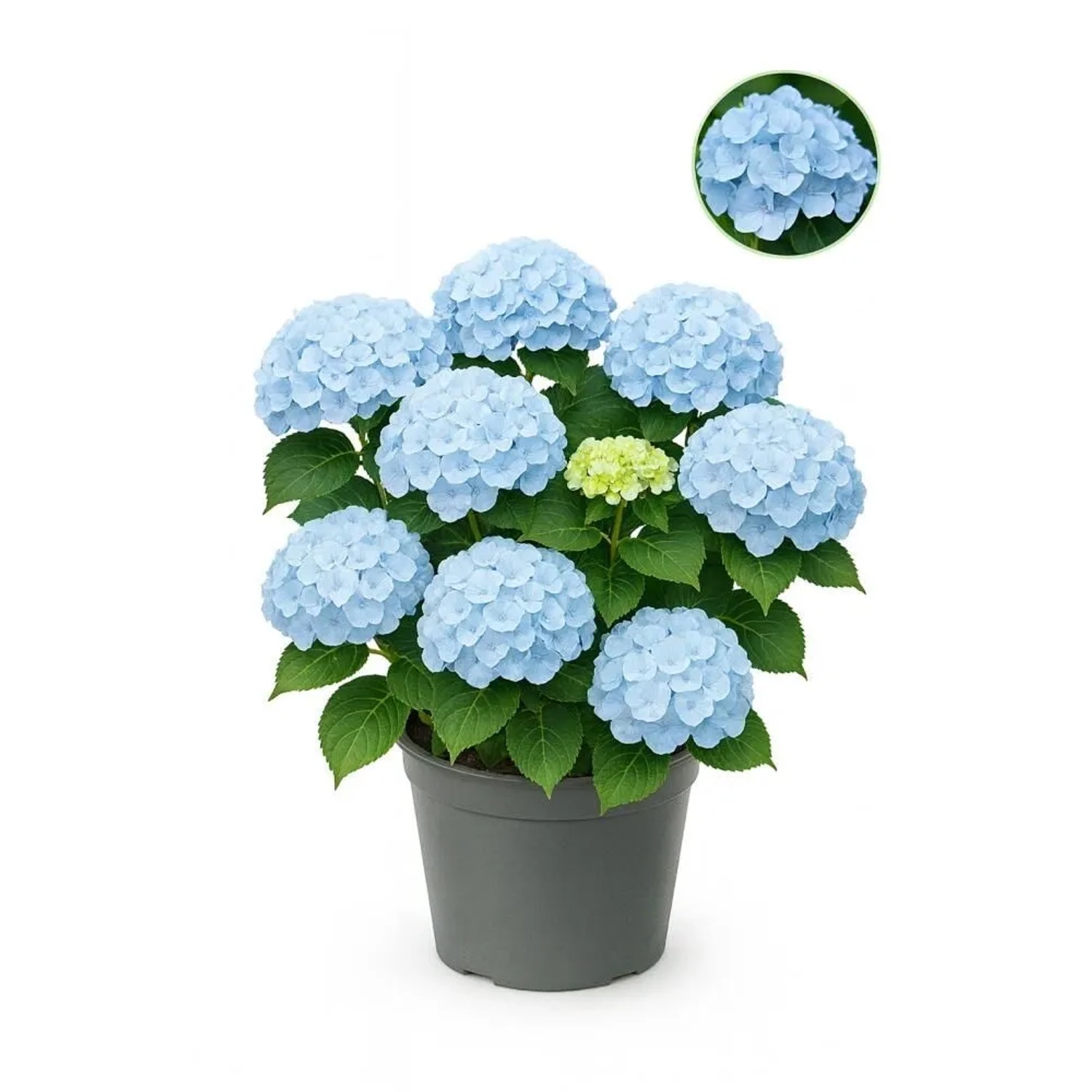 Exotenherz Hortensia Hydrangea Forever & Ever Blau 7-12 Blüten 23cm Topf