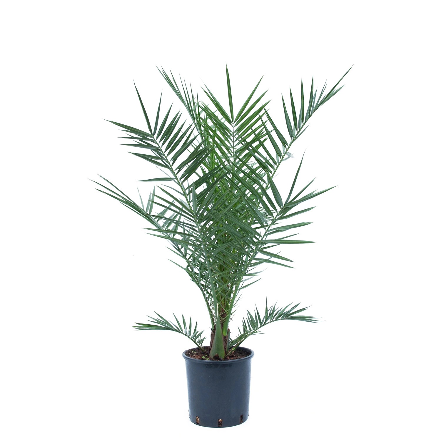 GROW by OBI Kanarische Dattelpalme ca. 80/100 cm Topf ca.7 l Phoenix canariensis