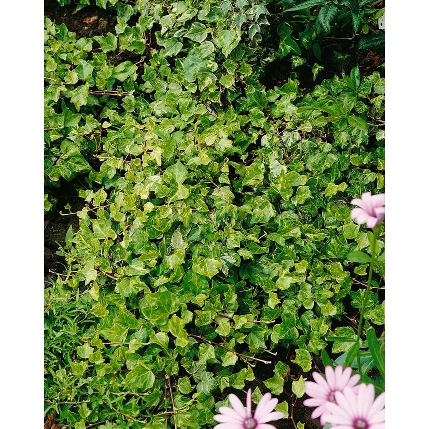 Hedera Helix Kolibri Efeu Grün-Weiß 40–60 cm