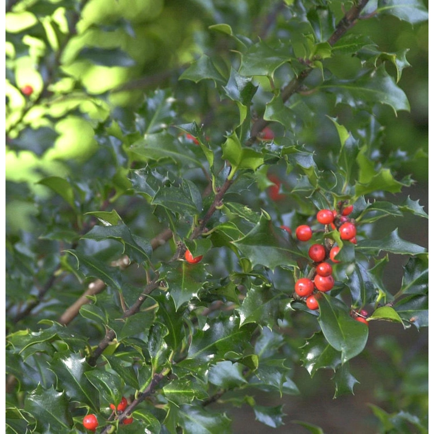 Stechpalme Ilex Blue Angel 30-40cm - Ilex meserveae Blue Angel