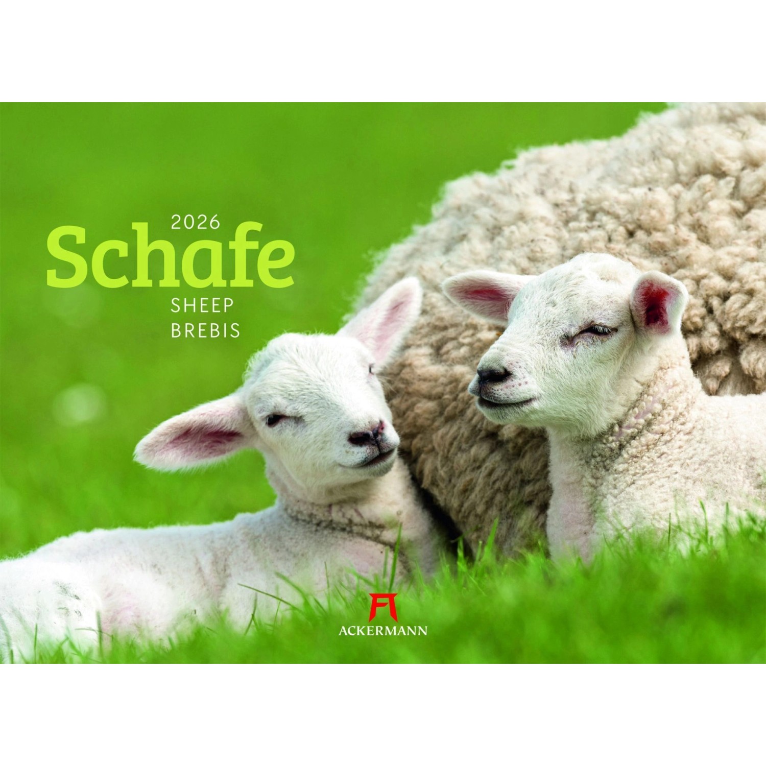 Schafe Kalender 2026