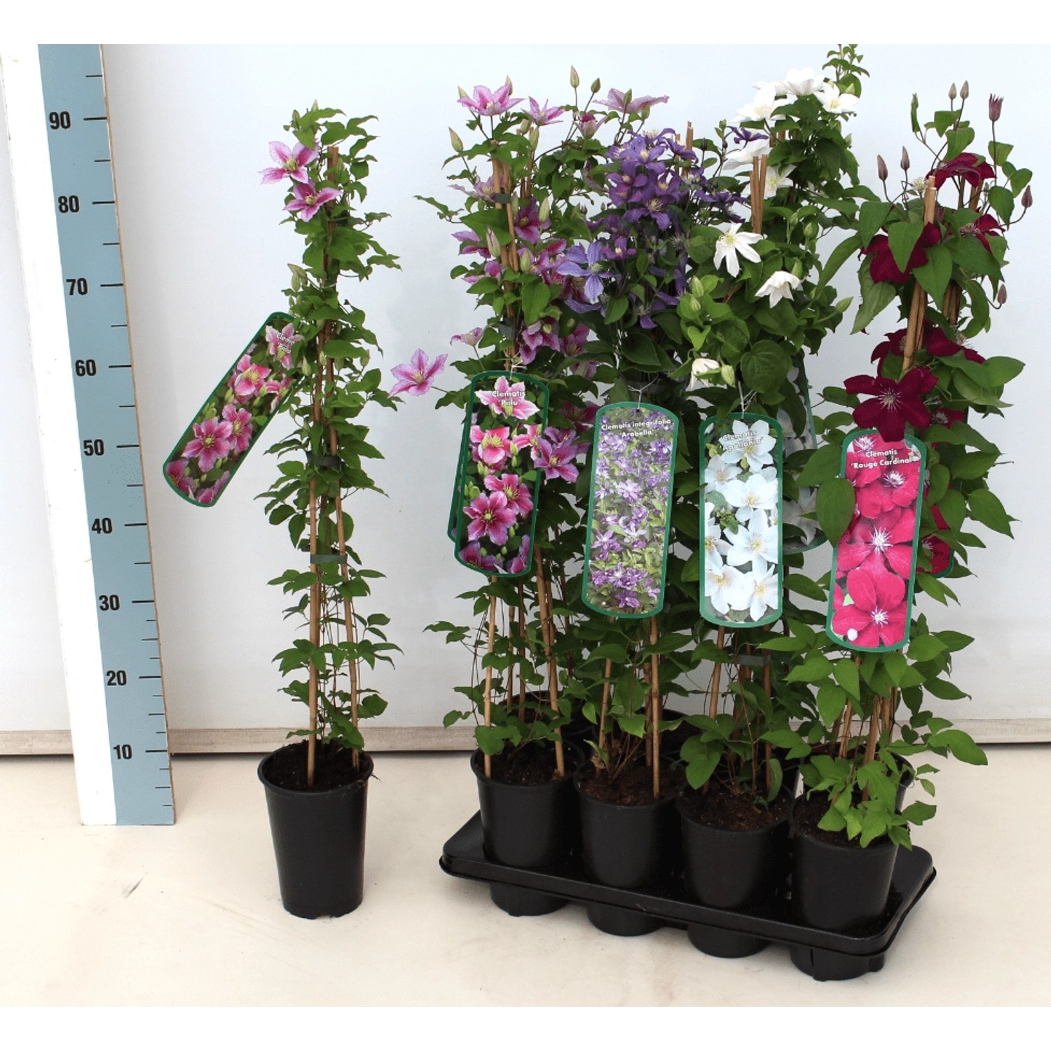 Clematis Tangutica Gelbe Blüten 60–100 cm