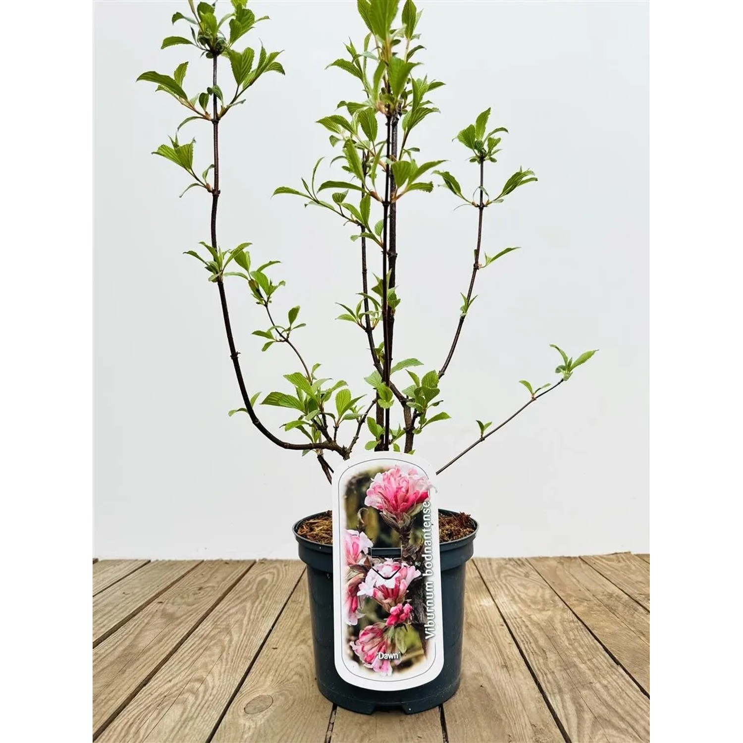 Viburnum Bodnantense Dawn Duft-Schneeball Rosa Blüten 40–60 cm