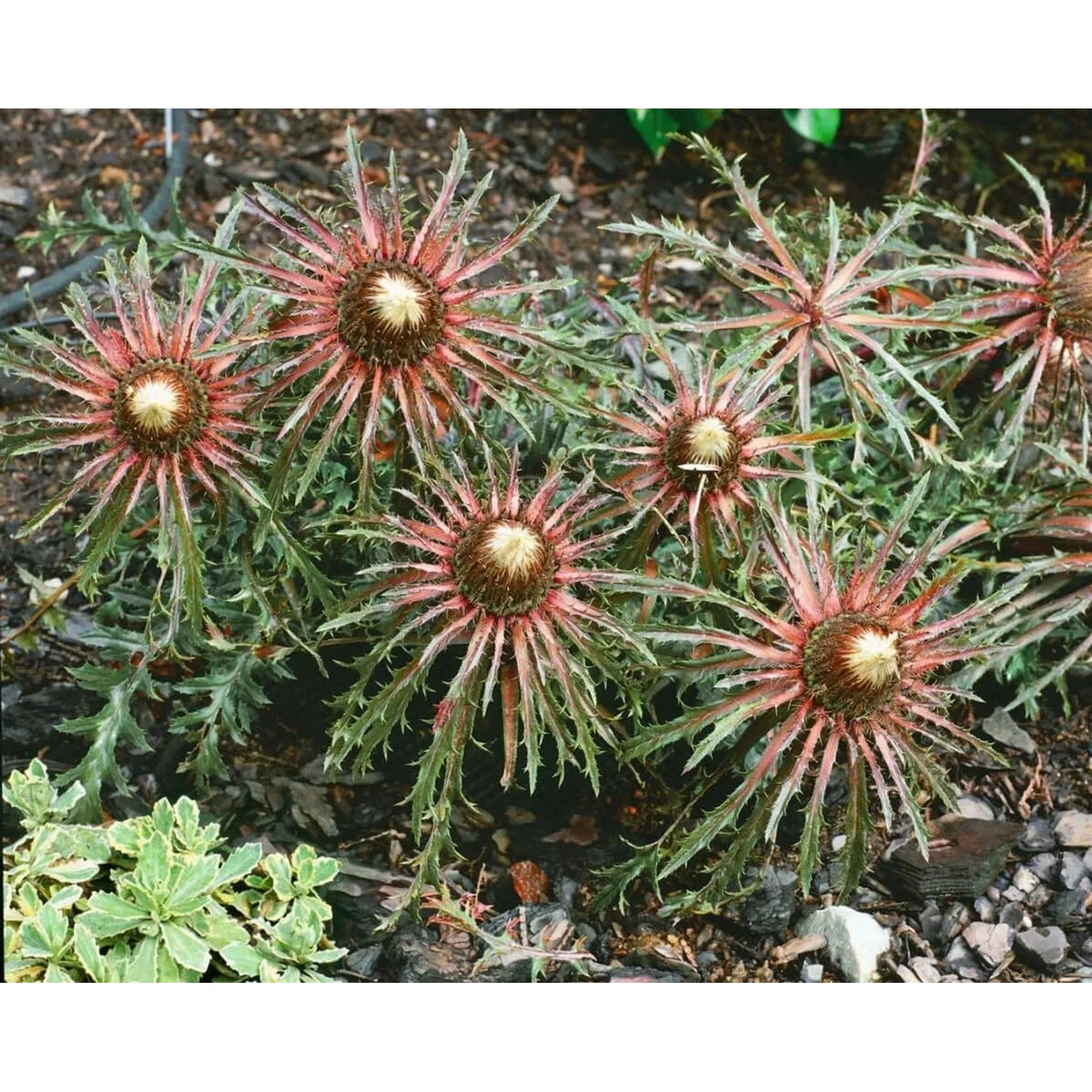 Carlina Acaulis Ssp.simplex Silberdistel Ca. 9x9 cm Topf