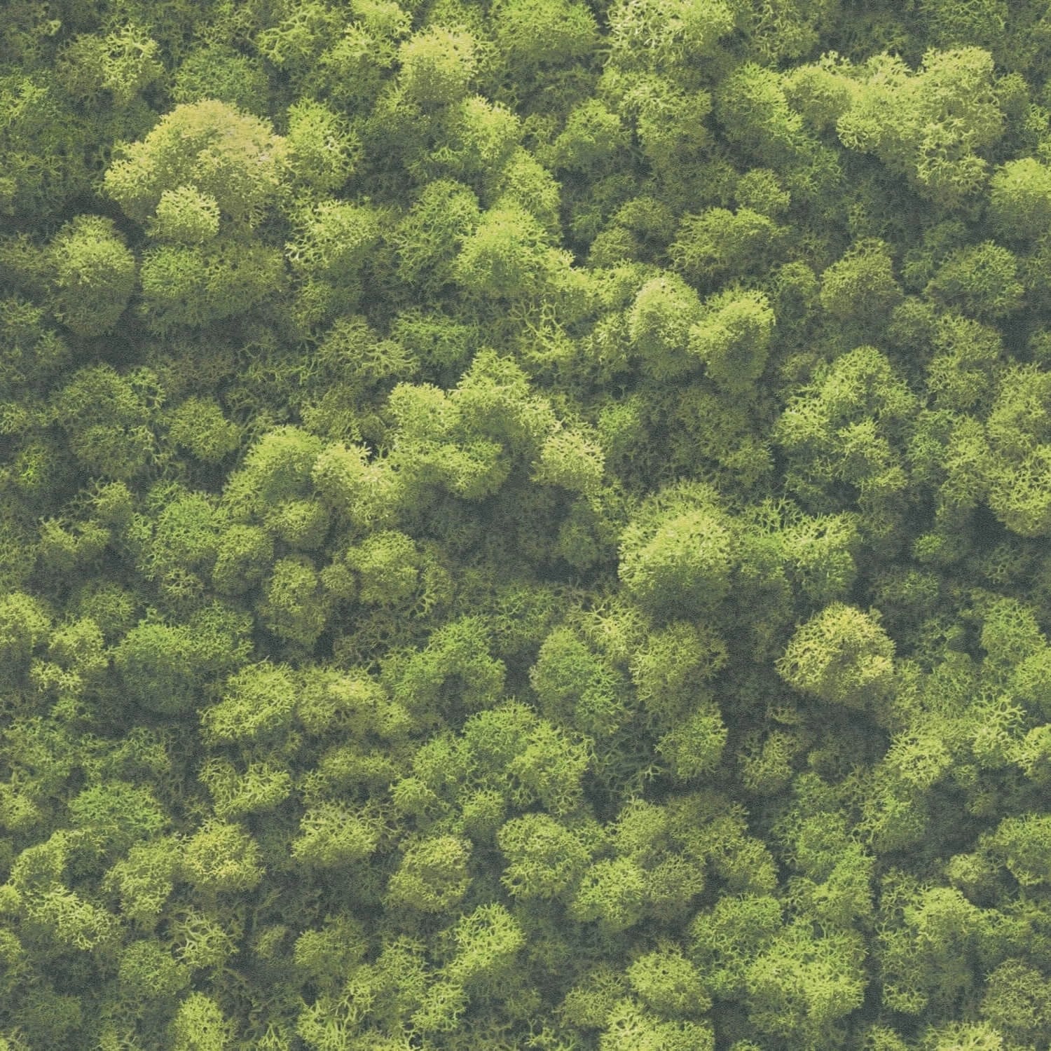 PROFHOME 394051-GU Natur Tapete Floral Matt Grün moos-Grün 0,53 m x 10,05 m 5,33 m2 Grün