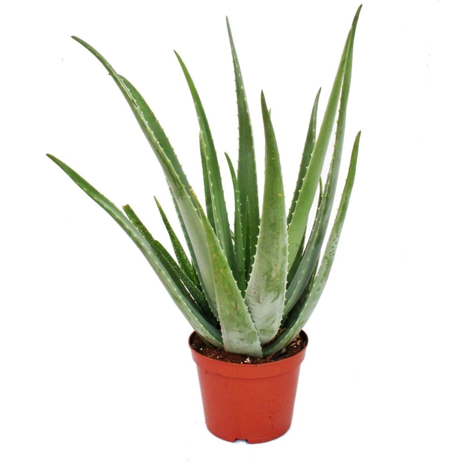 Exotenherz Aloe Vera ca. 7-8 Jahre Alt 21cm Topf Riesige Und Sehr Alte Pflanze
