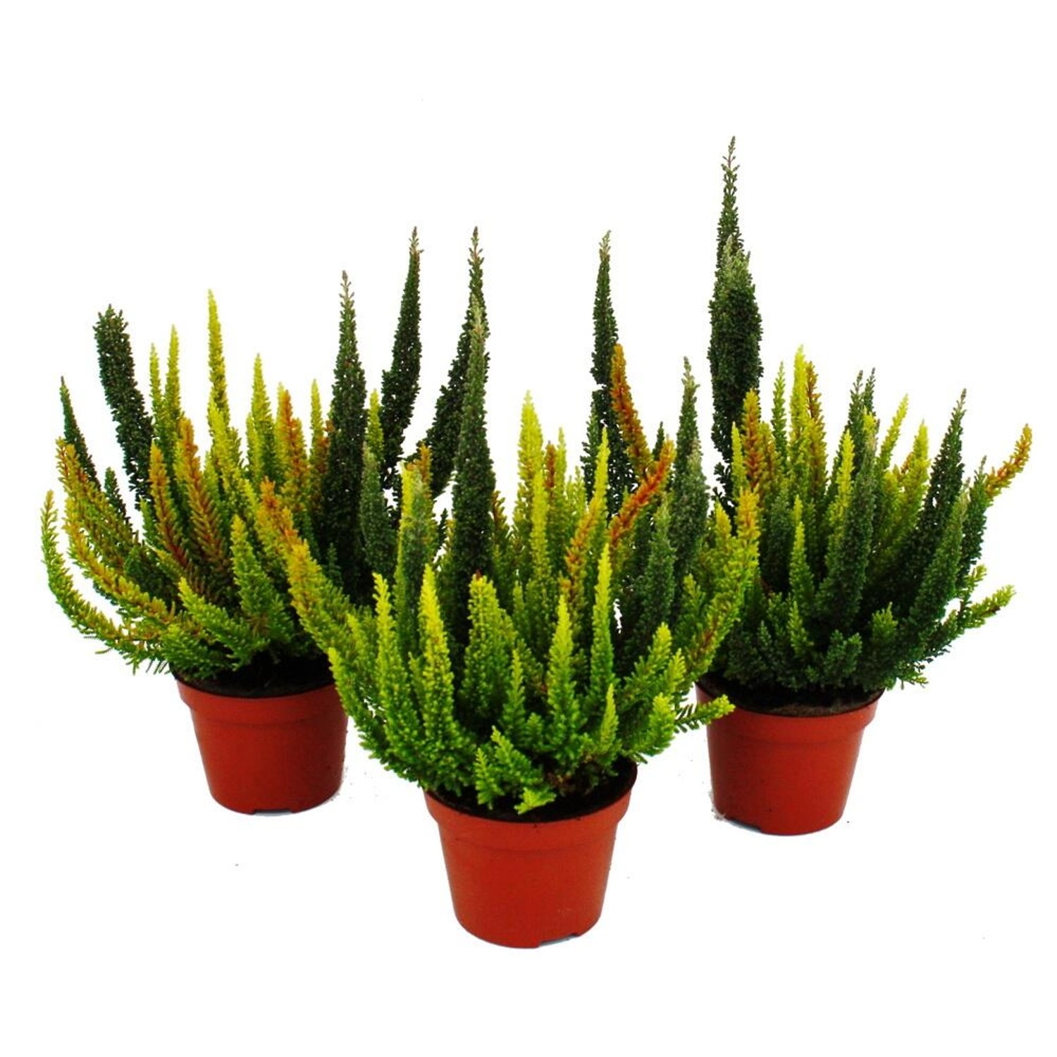 Exotenherz Mehrfarbige Calluna Vulgaris Set mit 3 Pflanzen Besenheide Heidekraut Winterhart 11cm Topf Verschiedene Grüntöne pro Topf