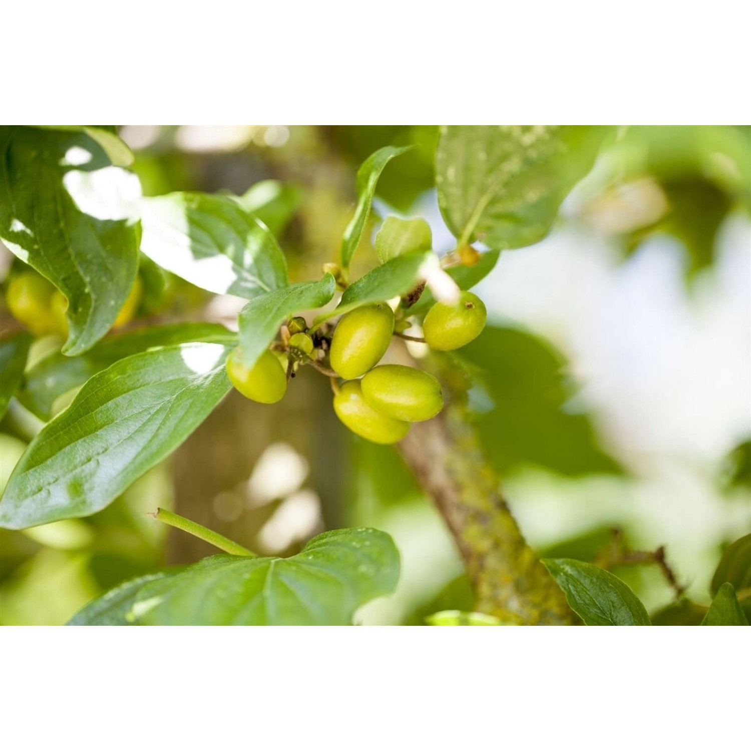 Cornus Mas Jolico Kornelkirsche Gelbe Blüten 60–80 Cm